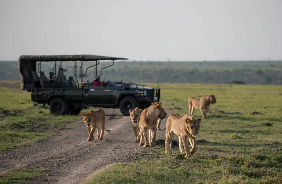 Explola | Lion pride in maasai mara kenya