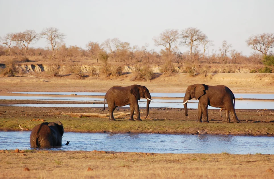 Des éléphants dans la réserve de gibier de Mnyeleti.