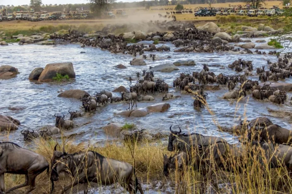 Wildebeest herd at the masai mara crossing the river during the great migration