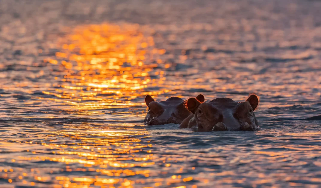 Hippopotamus at the lake in Ruaha national park in Tanzania