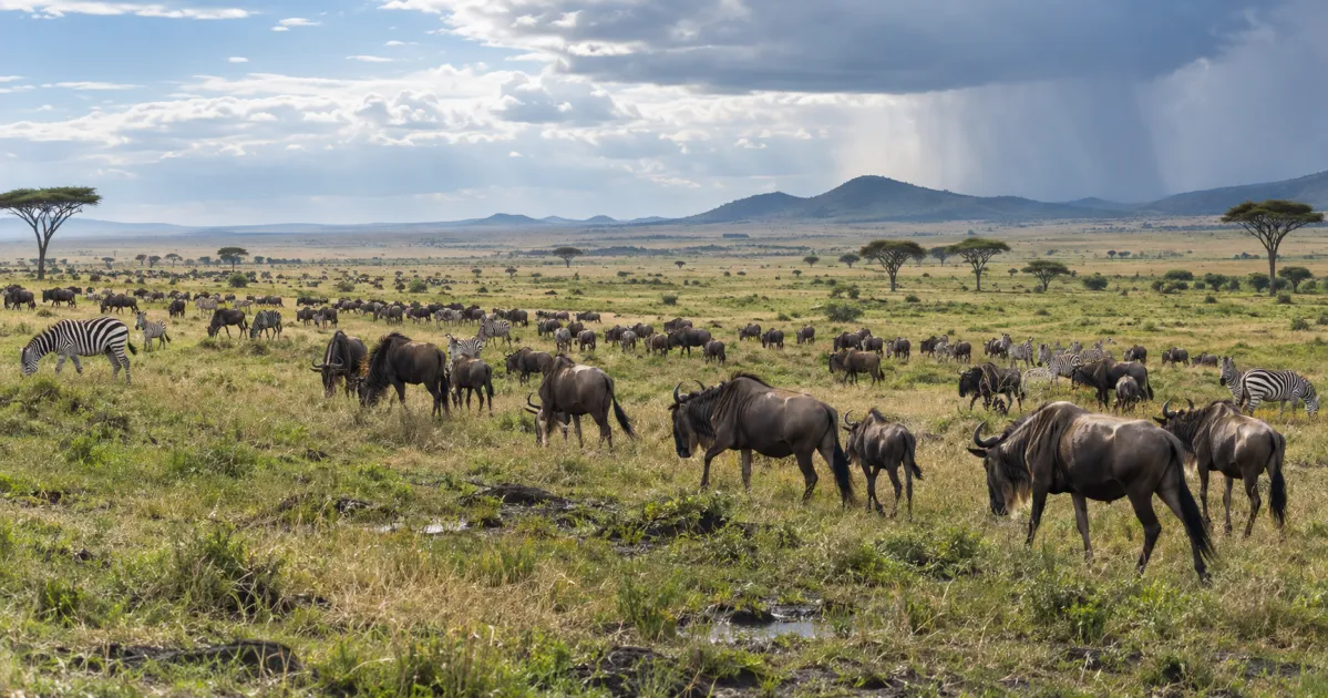 Mejor época para visitar el Serengeti por mes y temporada