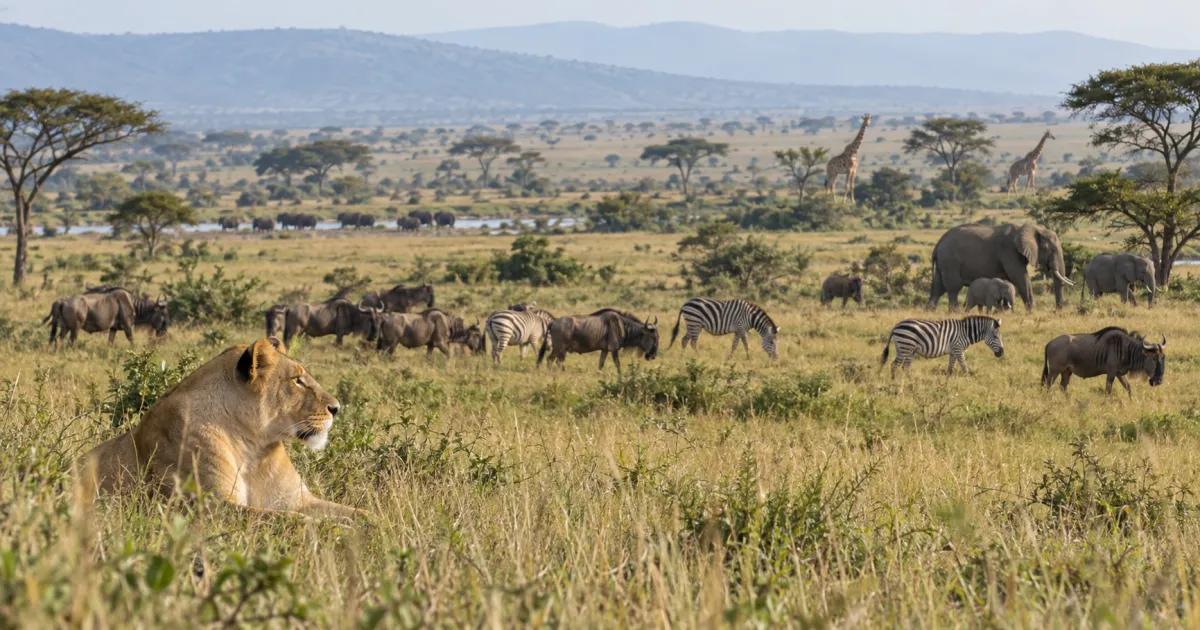 10 animales salvajes en Tanzania para ver en un safari