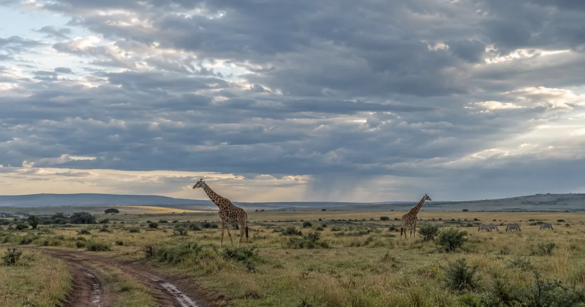 Météo au Kenya en juin : guide pour planifier votre safari