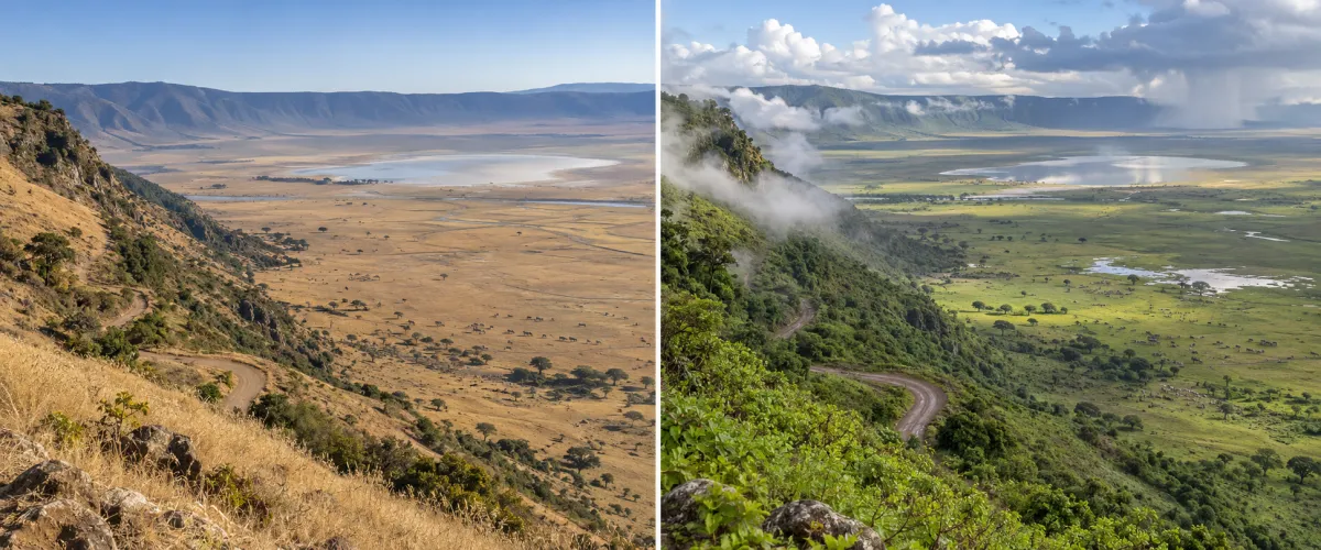 Vistas lado a lado del Cráter del Ngorongoro que muestran el terreno despejado de la estación seca y las condiciones exuberantes de la estación verde, con niebla y lluvia.