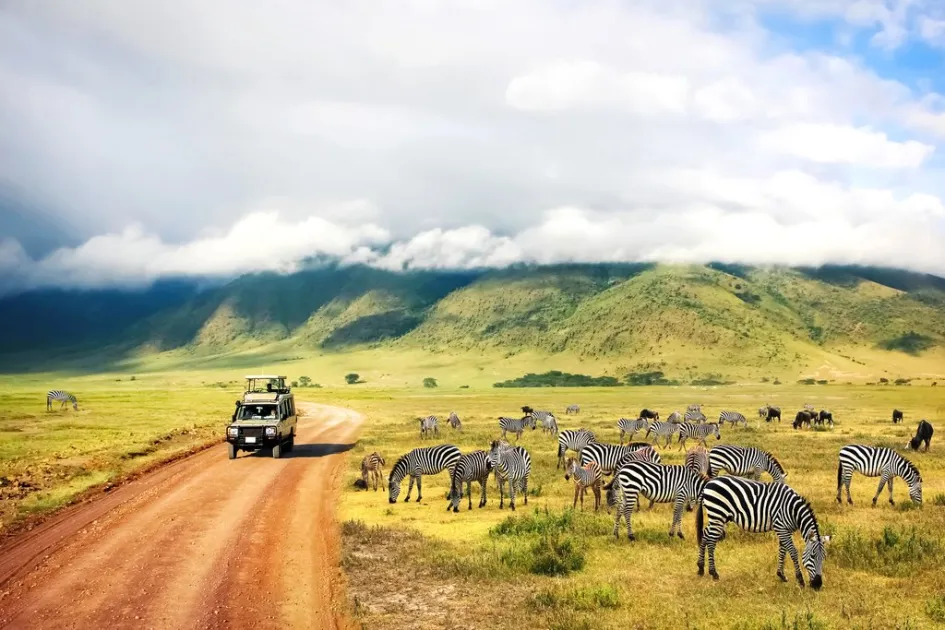 zebras at the ngorongoro crater