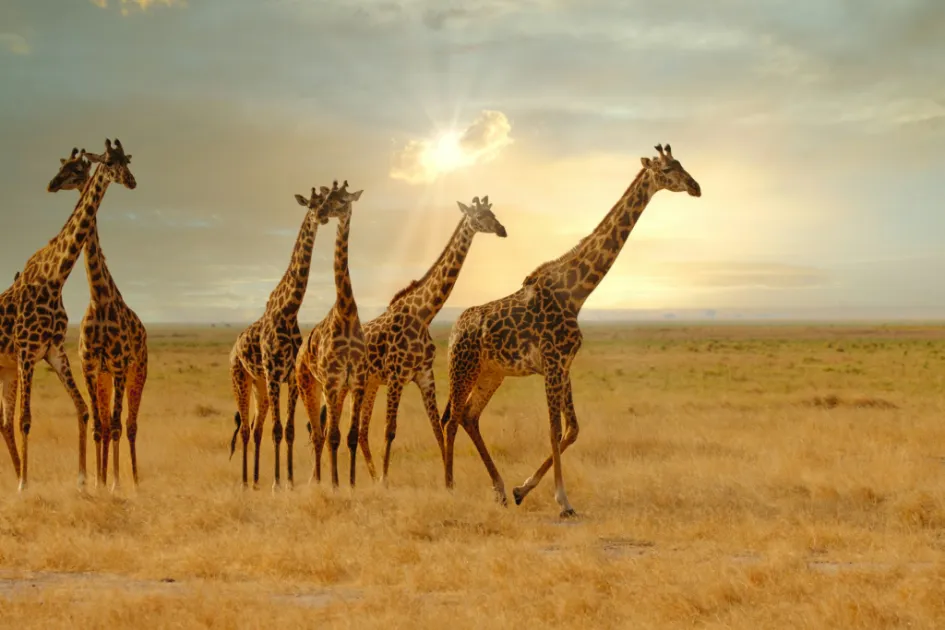 Giraffes at serengeti national park