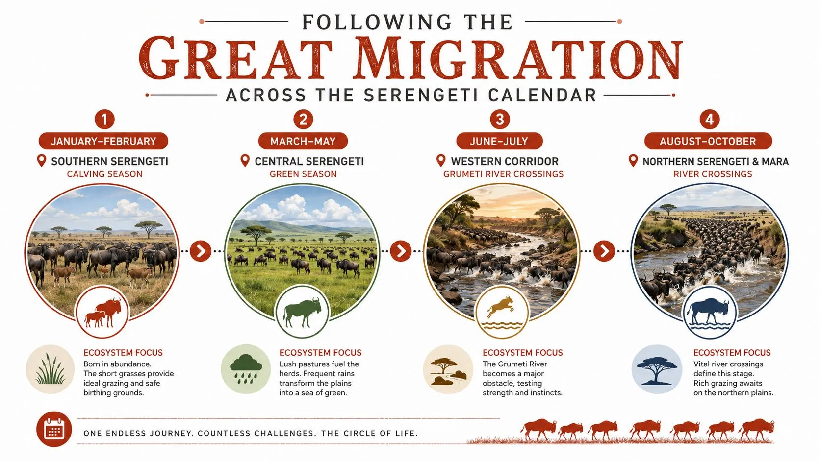 An infographic detailing the seasonal migration of wildebeest herds across the Serengeti through various yearly stages.