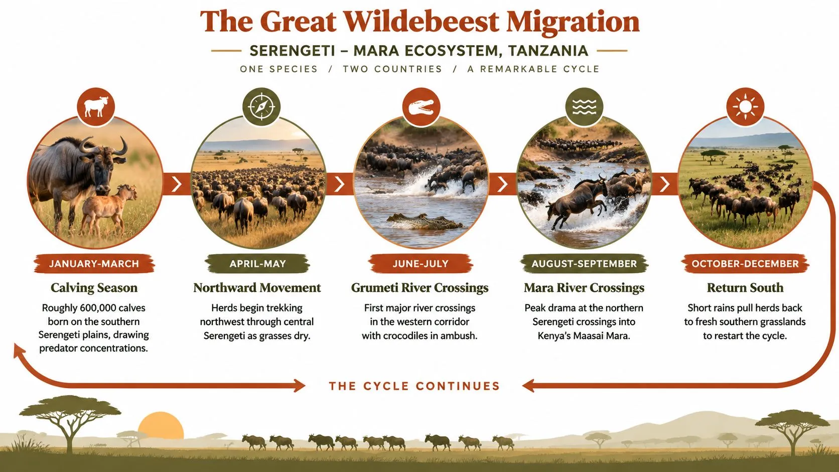 Una infografía que detalla el ciclo anual de migración de los ñus a través del ecosistema del Serengeti y Mara en Tanzania.
