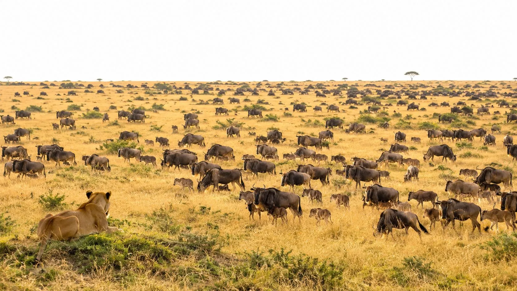 Une lionne observe un grand troupeau de gnous en train de brouter sur la vaste savane africaine en Tanzanie.