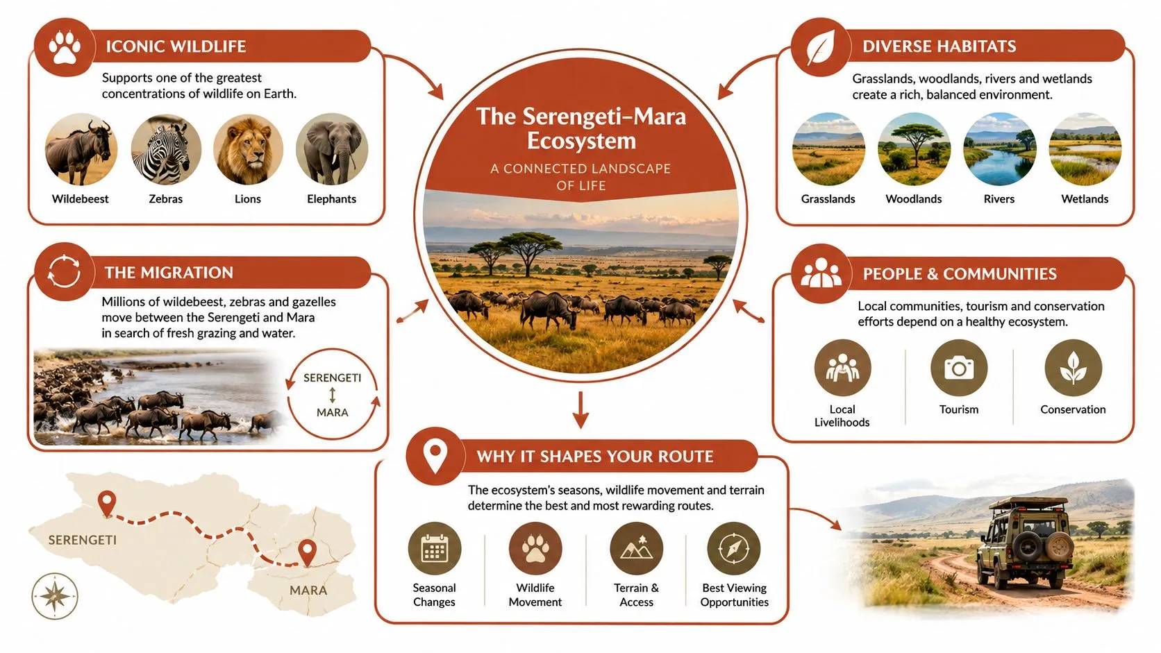 Une infographie détaillant l’écosystème interconnecté Serengeti–Mara, la faune, les schémas de migration, les communautés locales et la planification des itinéraires de safari.