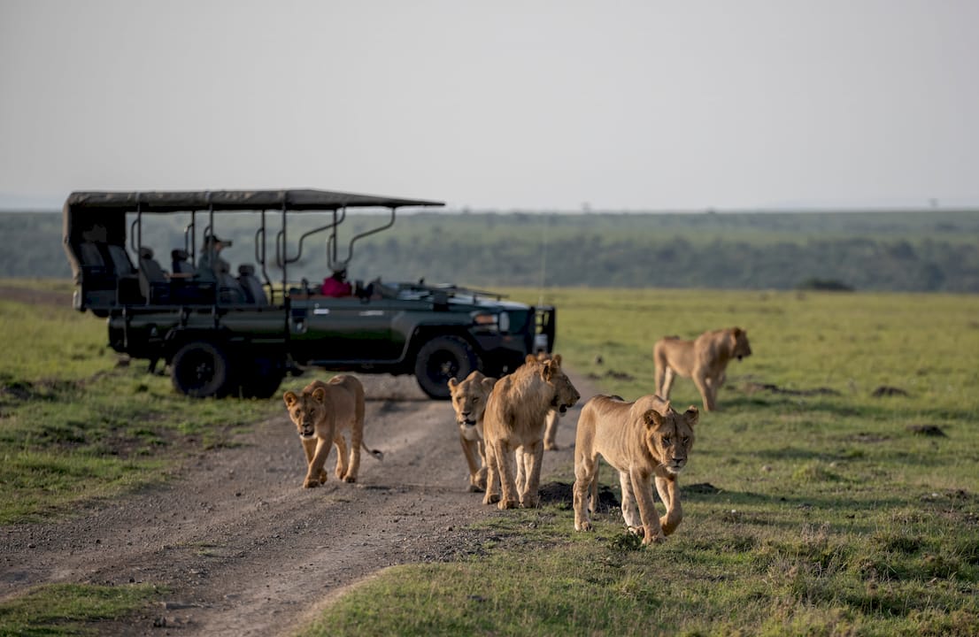 Lion Pride Maasai Mara National Reserve Kenya