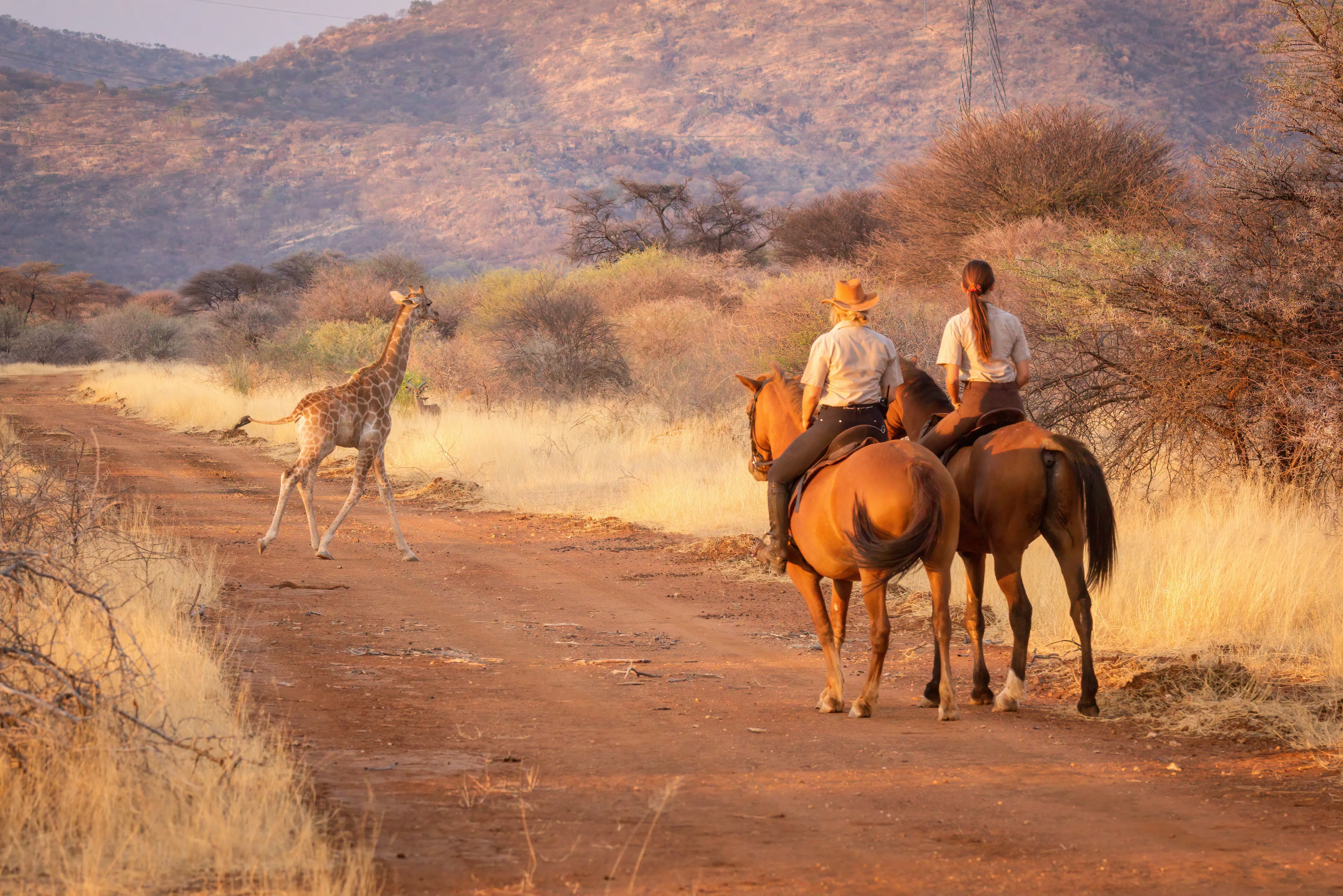 Safari in Namibia