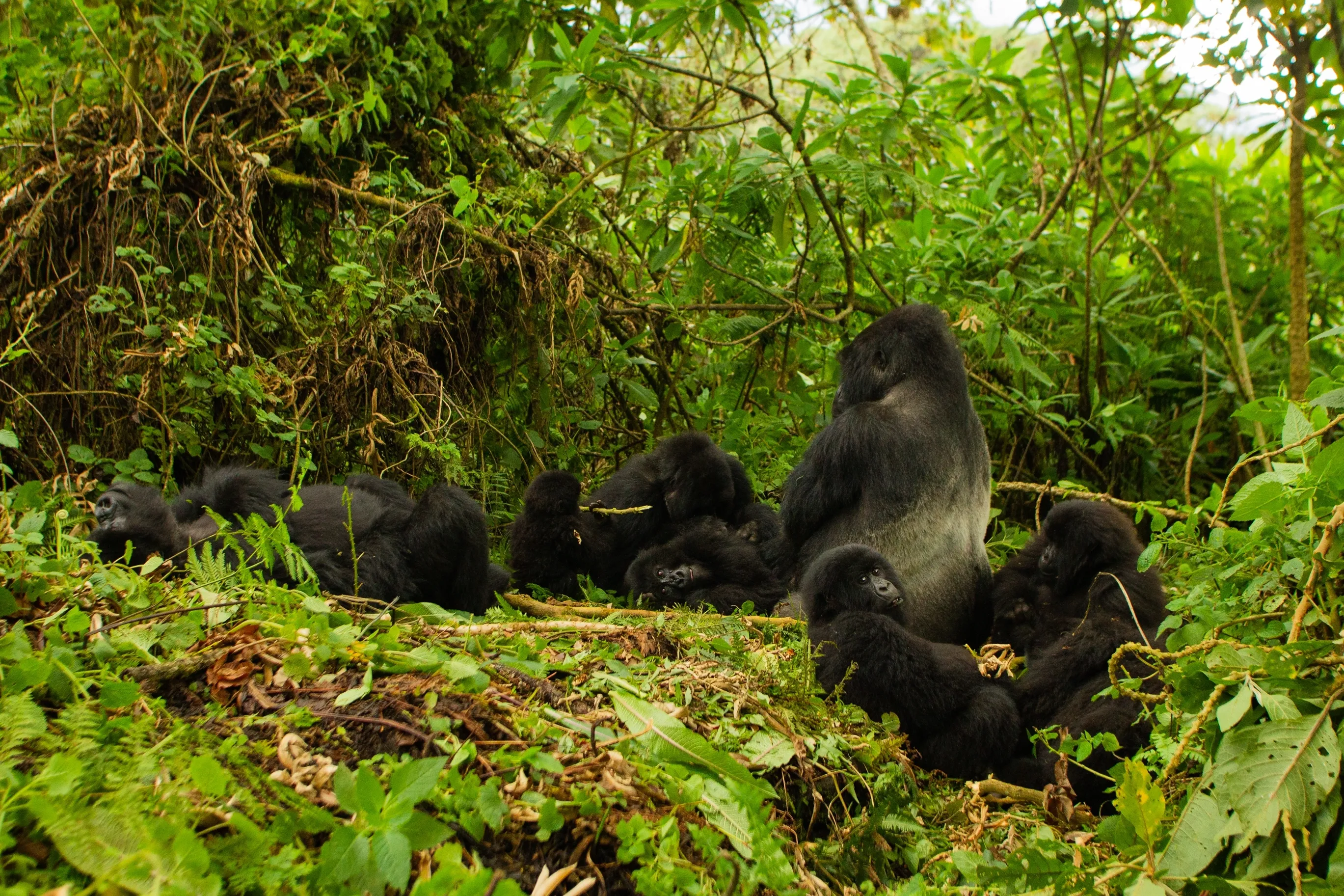 Safari in Rwanda
