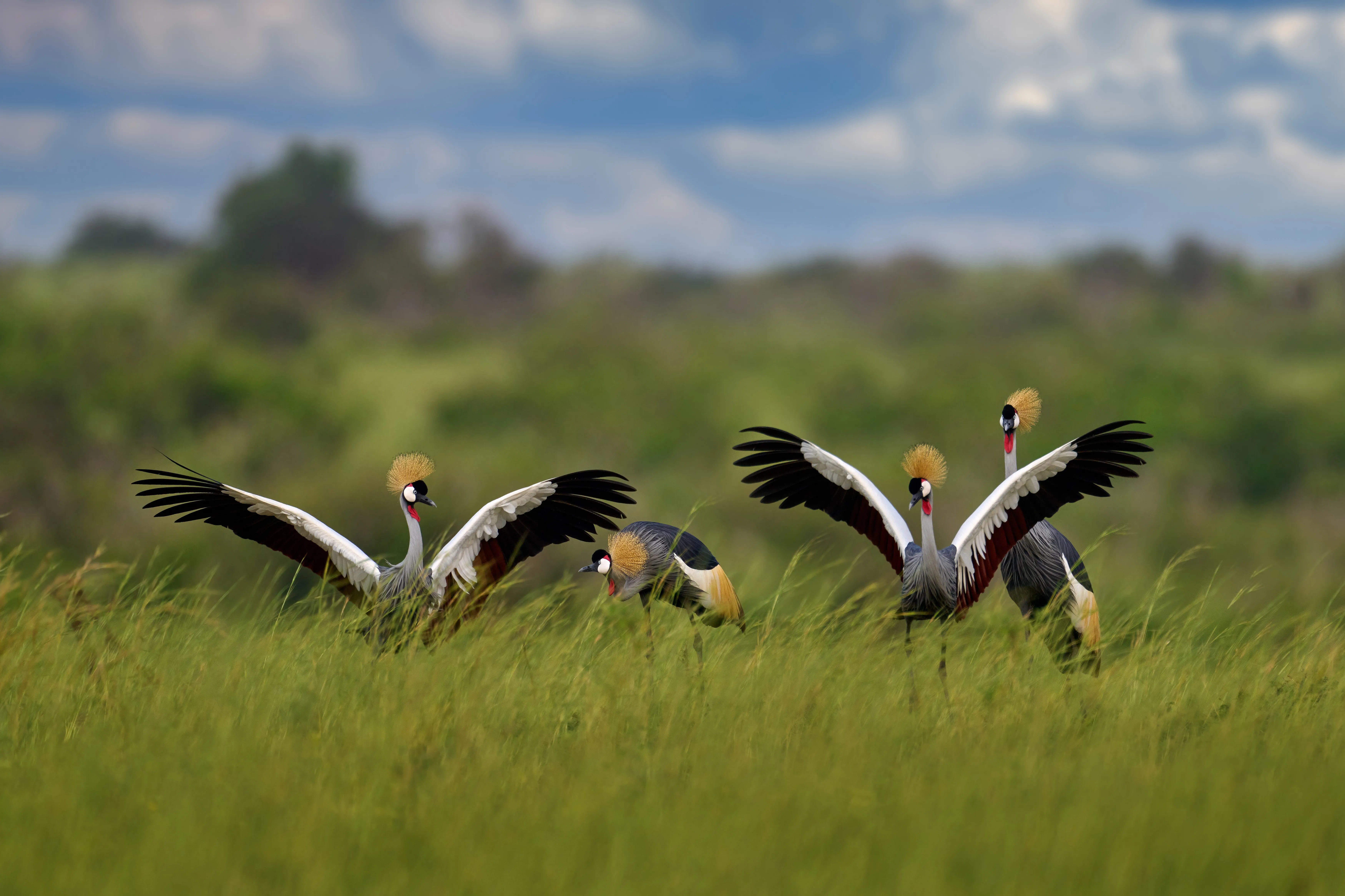 Safari in Uganda