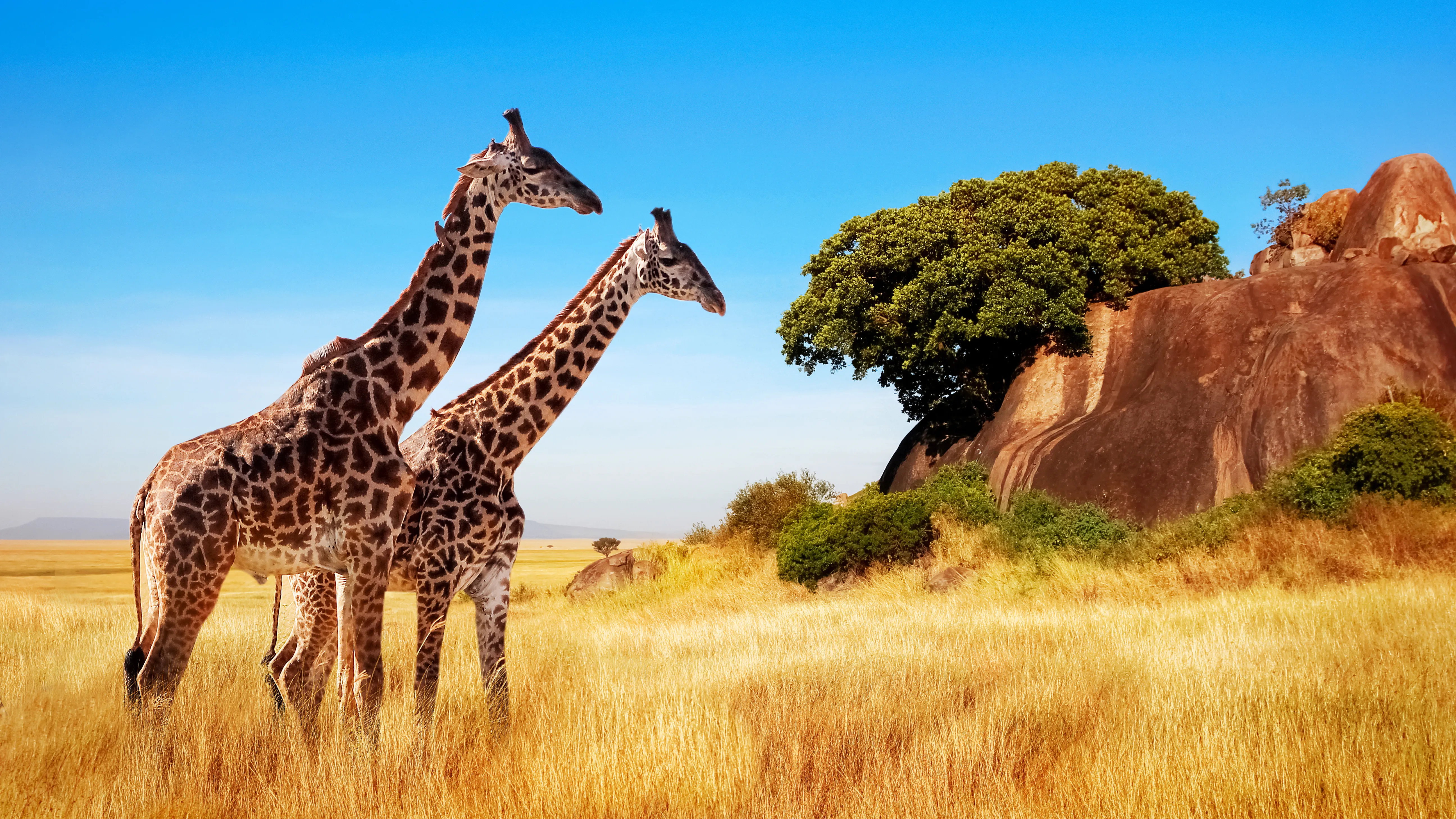 Safari in Tanzania