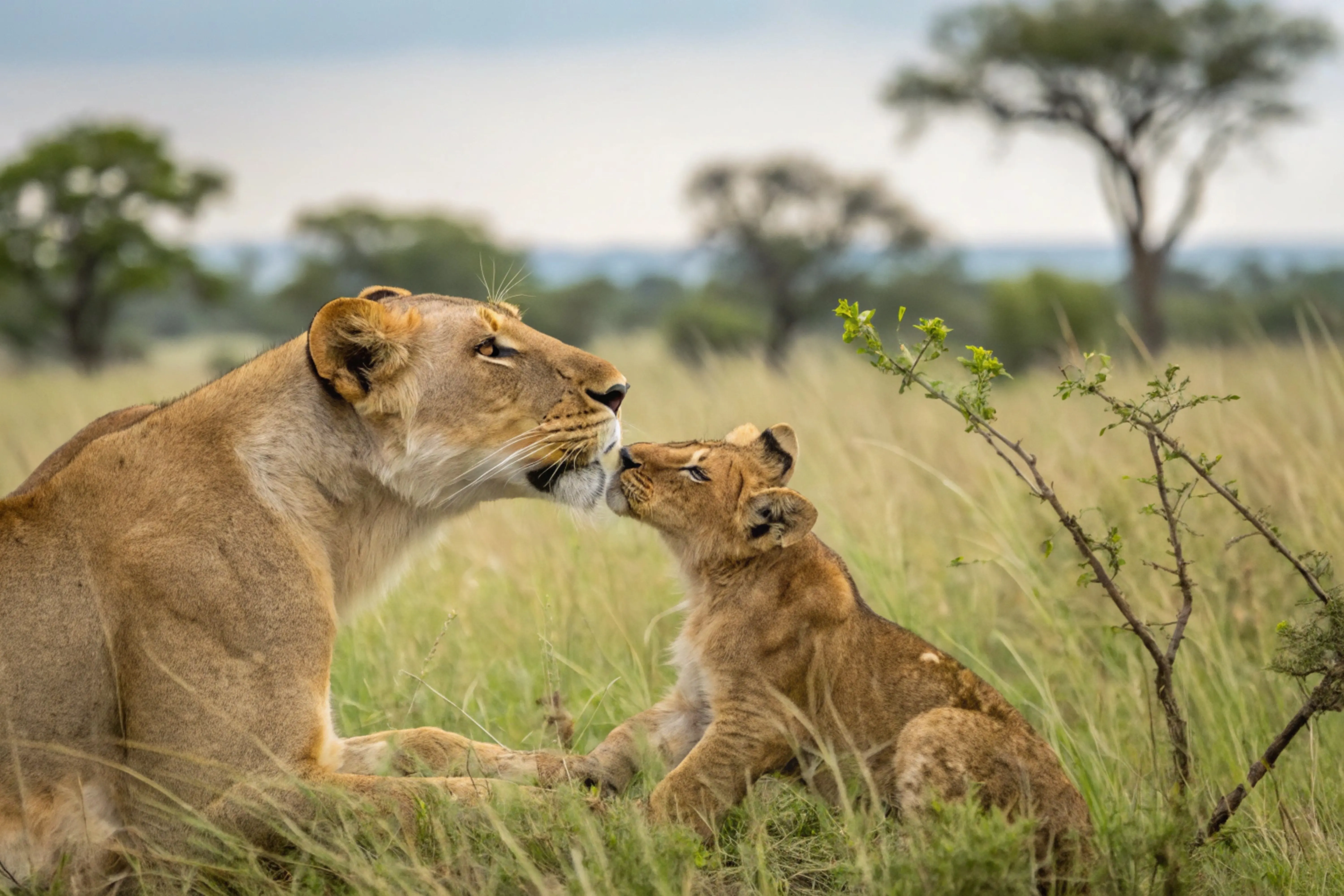 Safari in South Africa