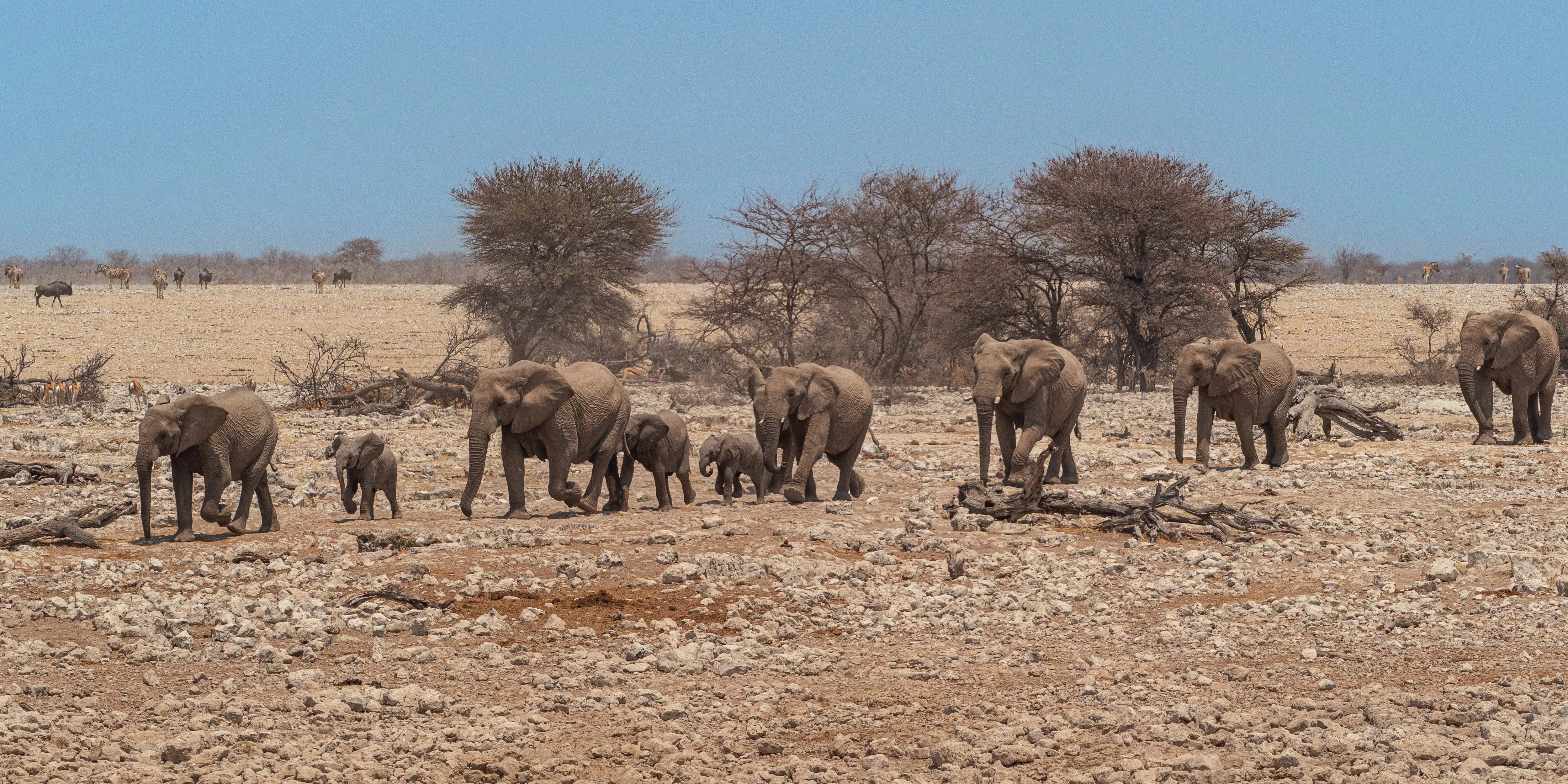 Etosha National Park