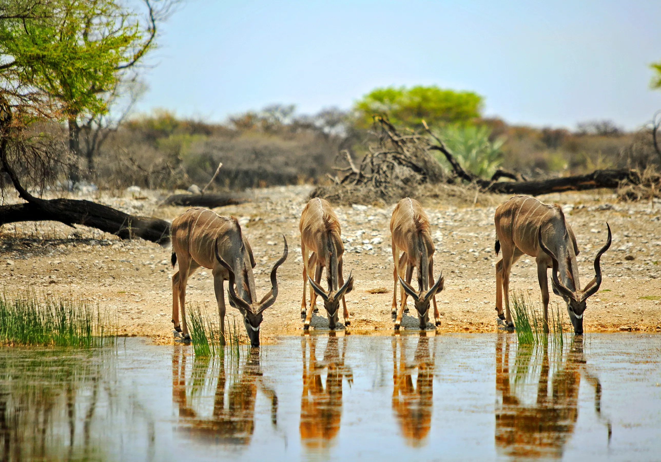 Onguma Private Game Reserve
