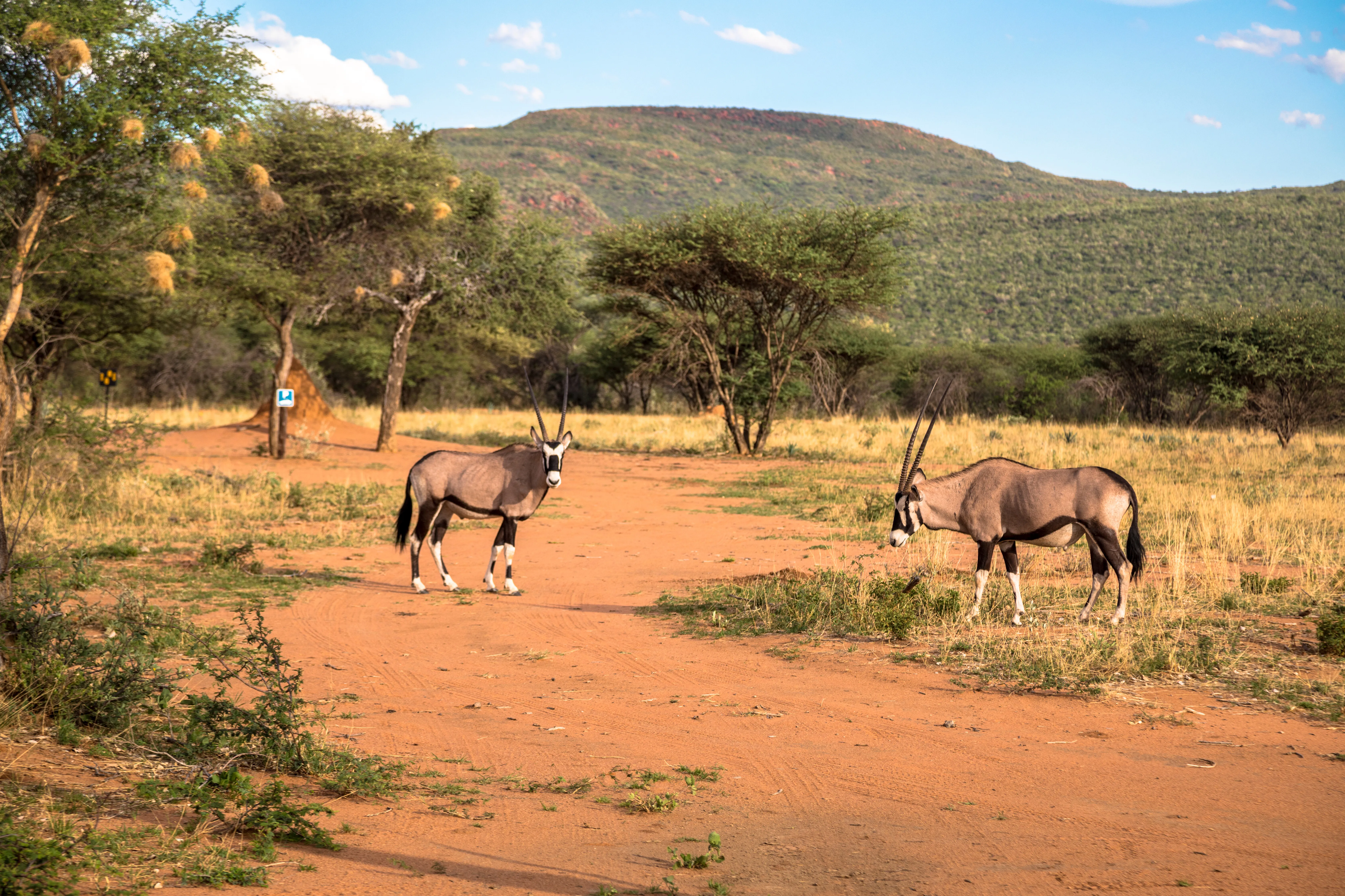 Okonjima Private Nature Reserve