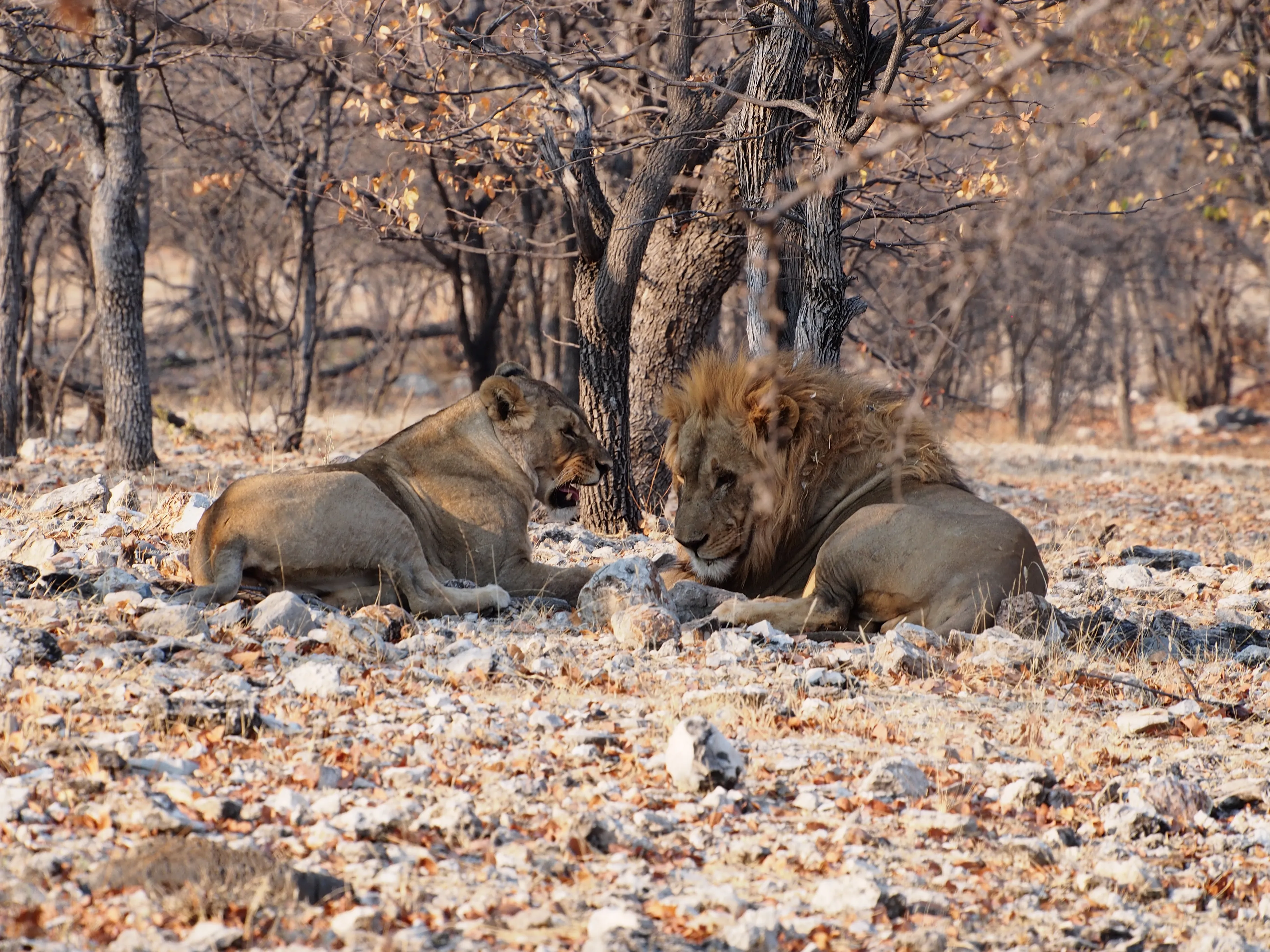 Ongava Private Game Reserve