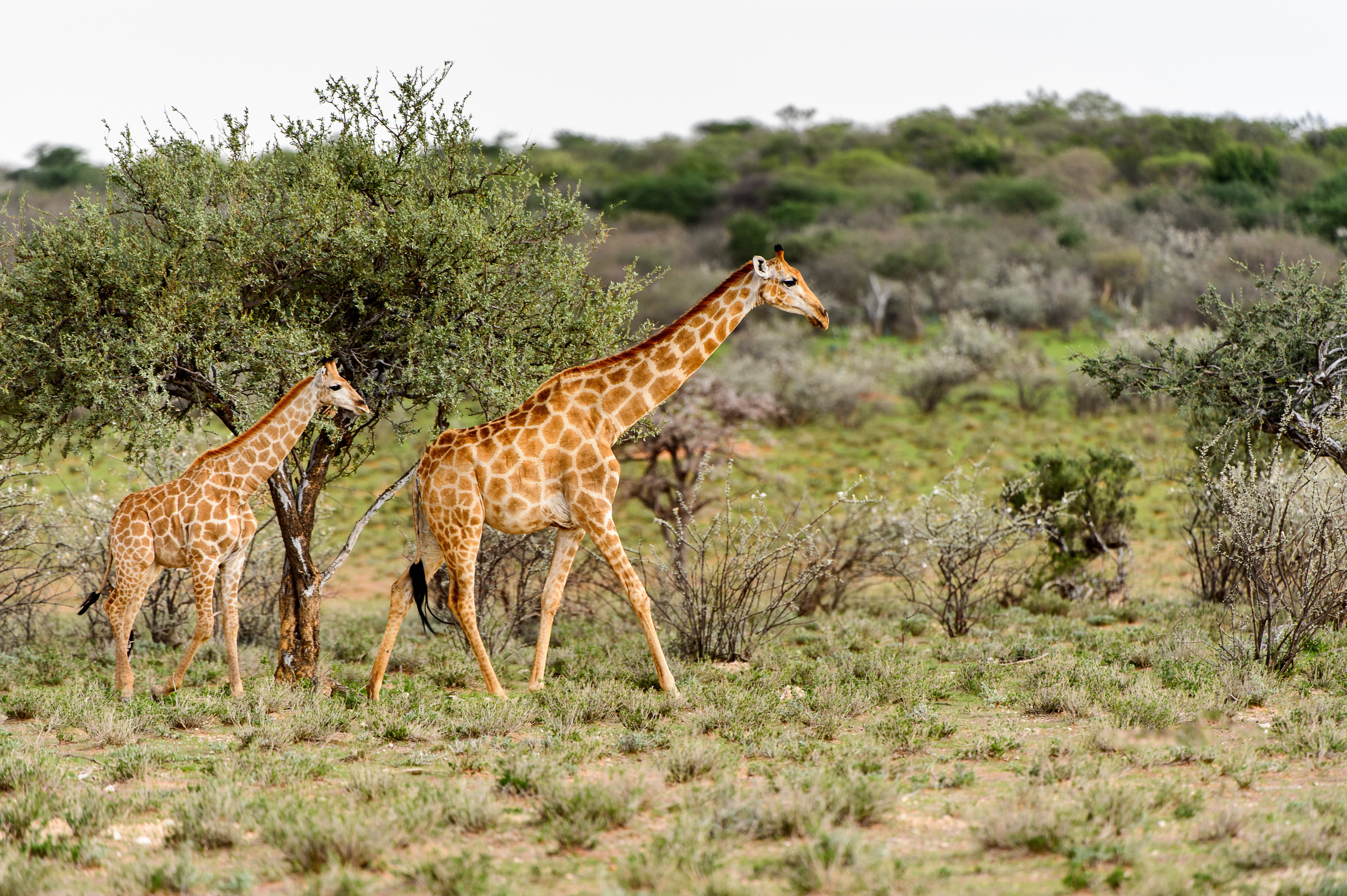 Erindi Private Game Reserve