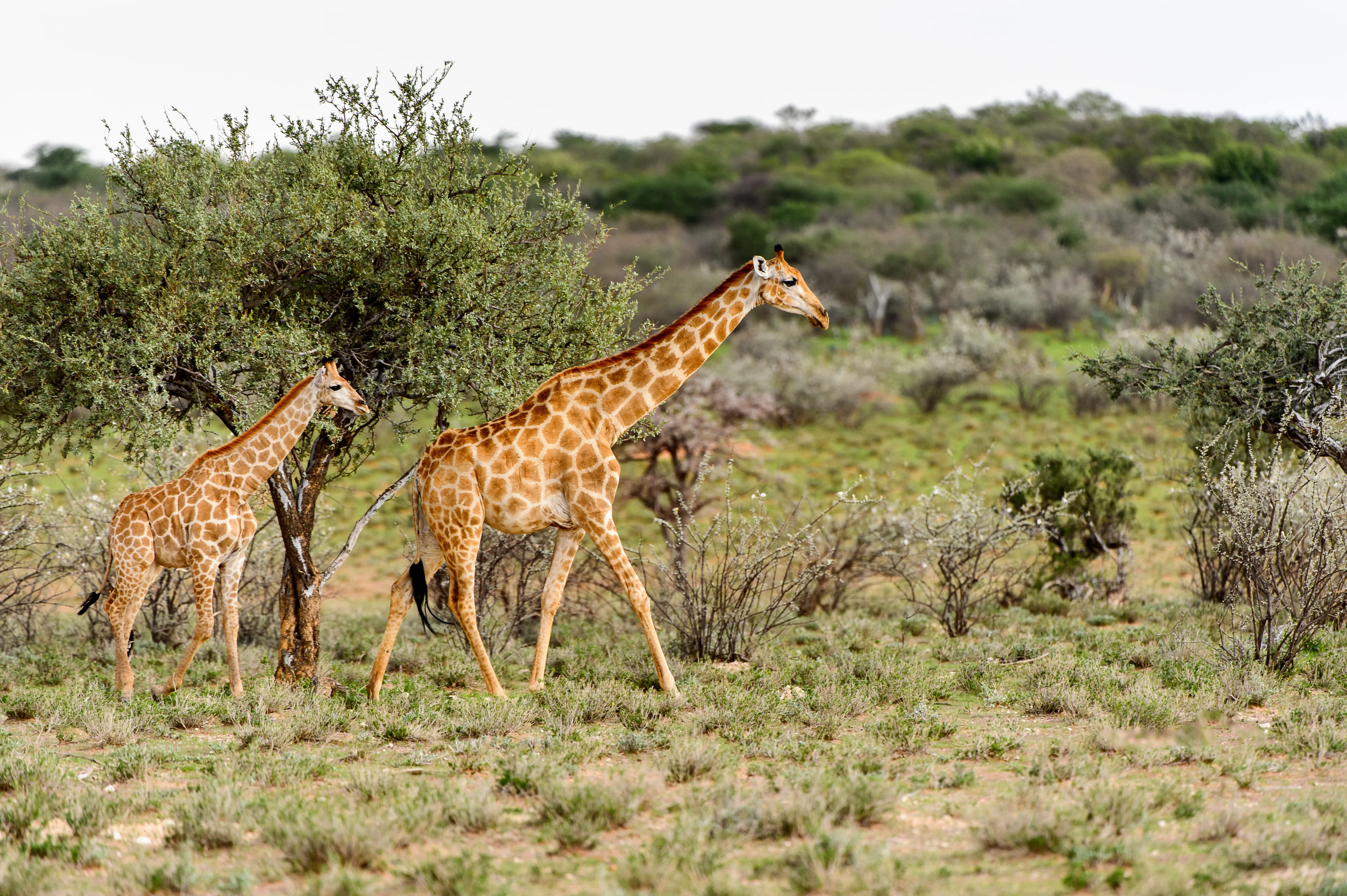 Erindi Private Game Reserve