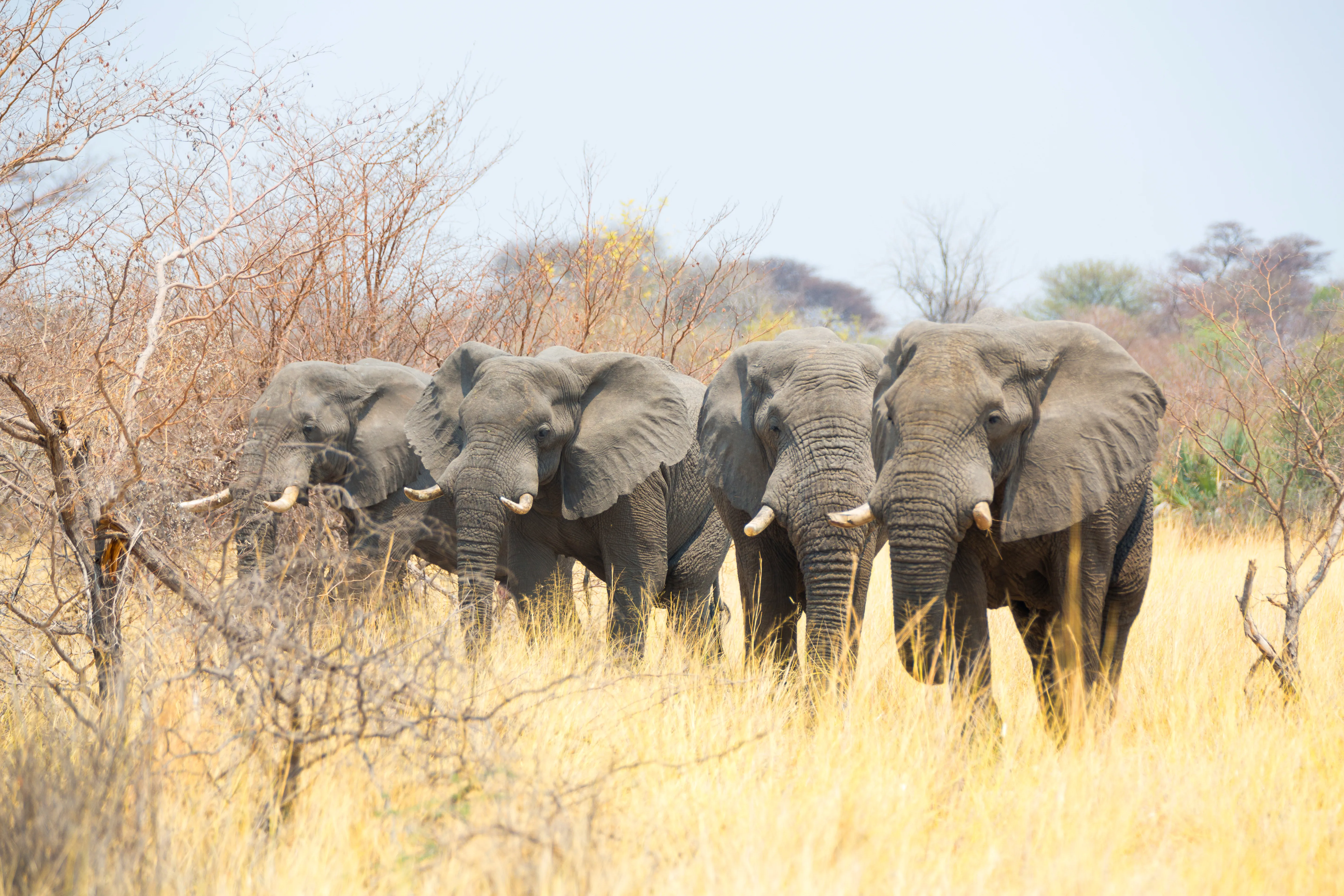 Mahango Game Reserve