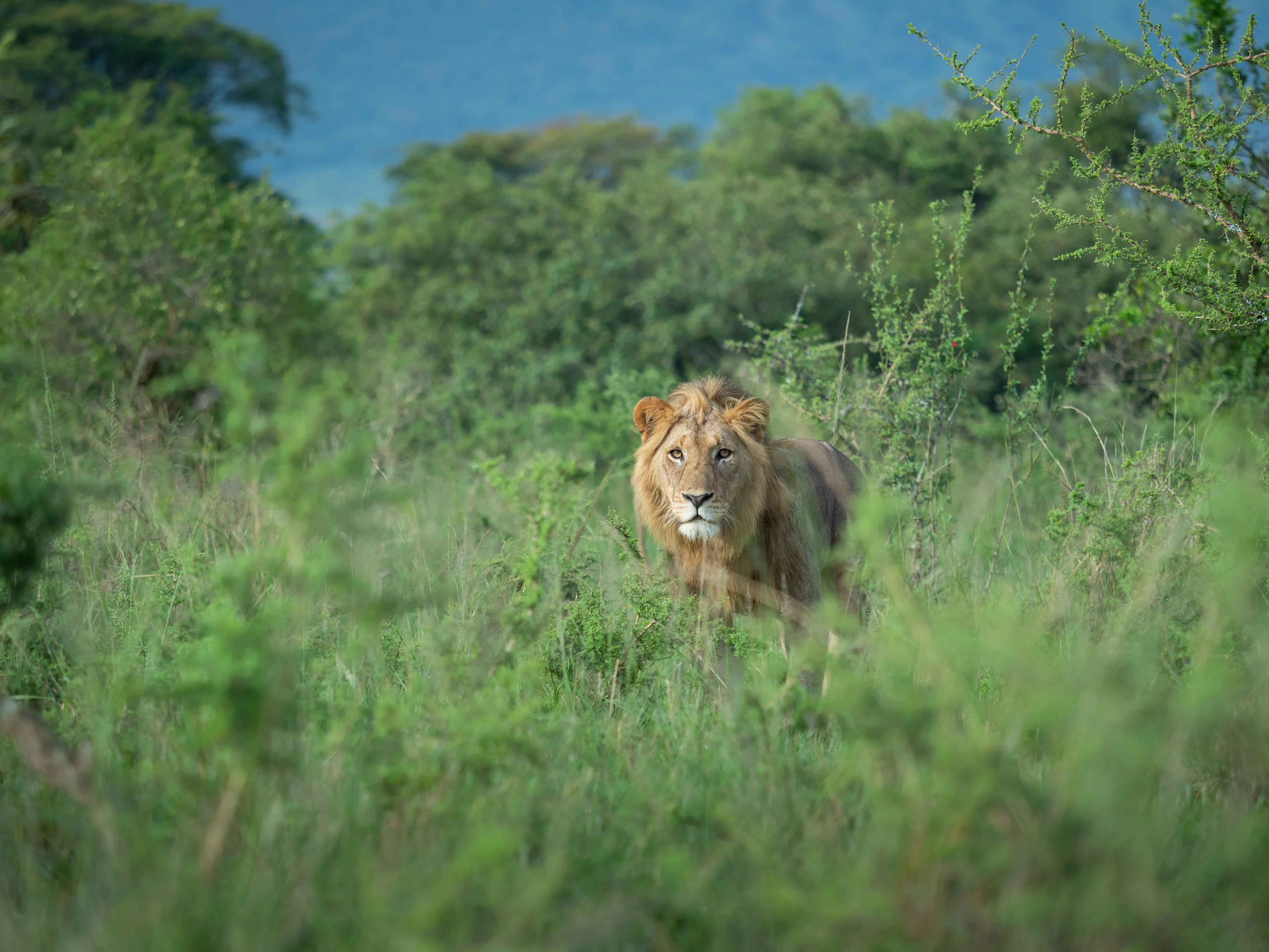 Akagera National Park