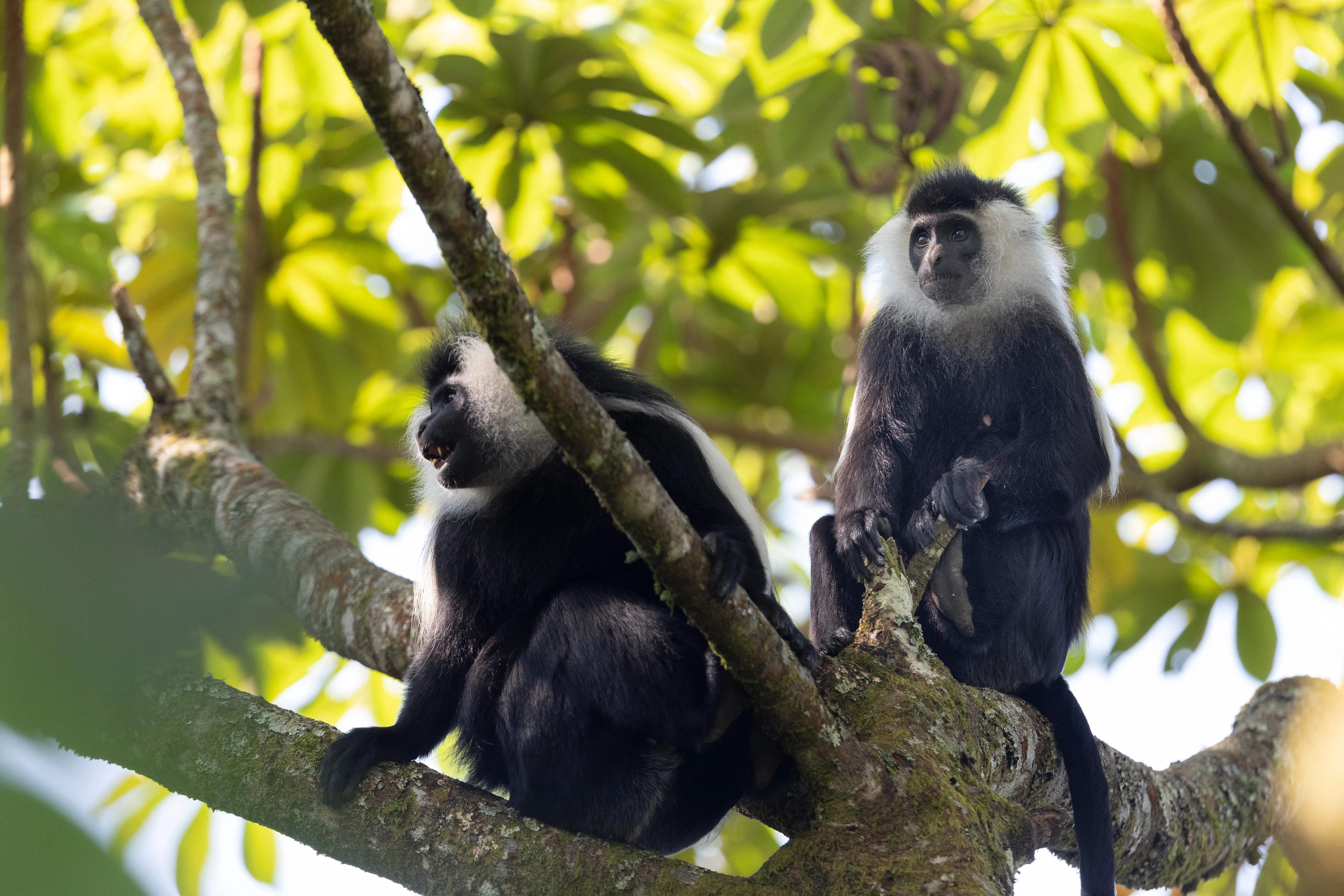 Nyungwe National Park