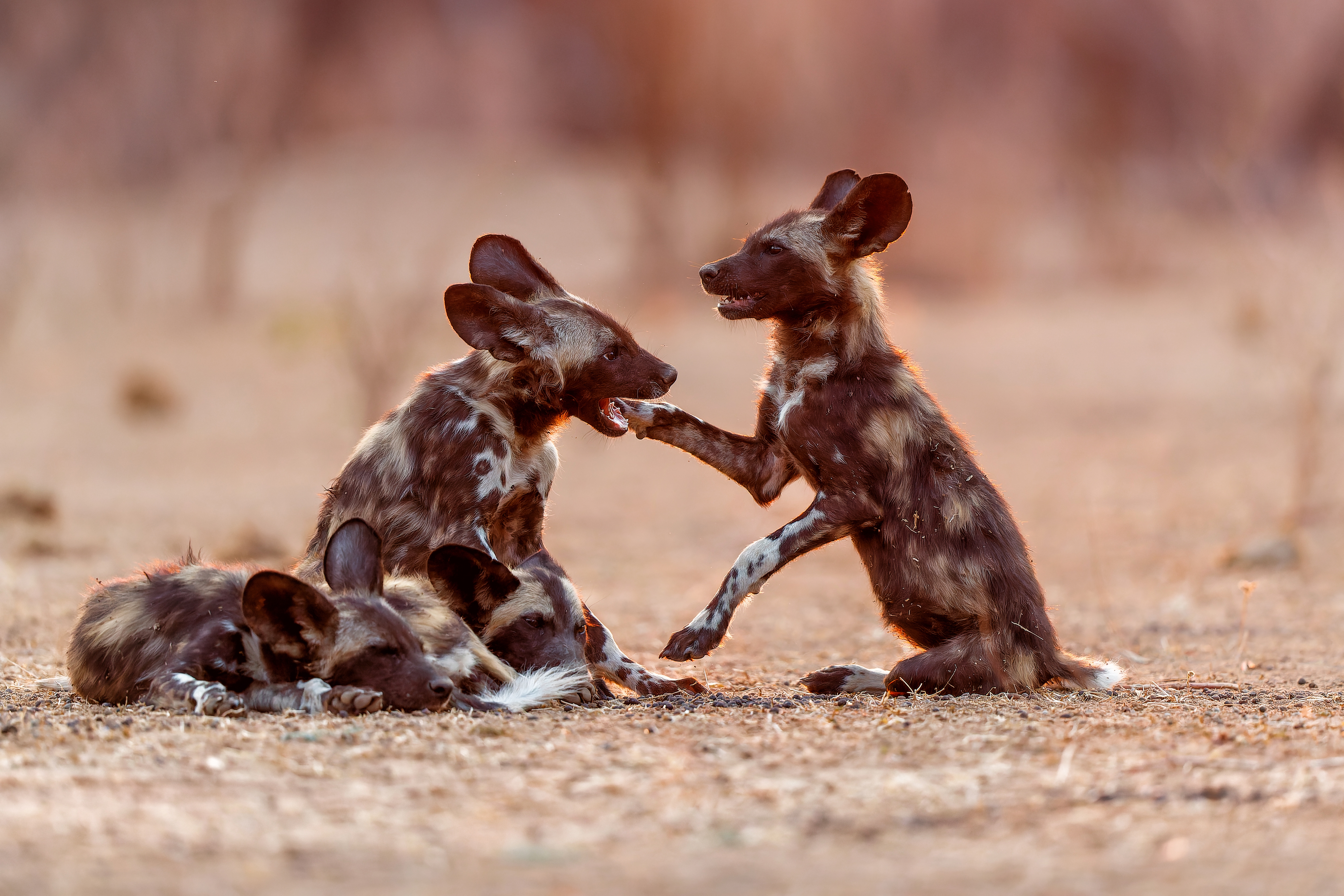 Mana Pools National Park