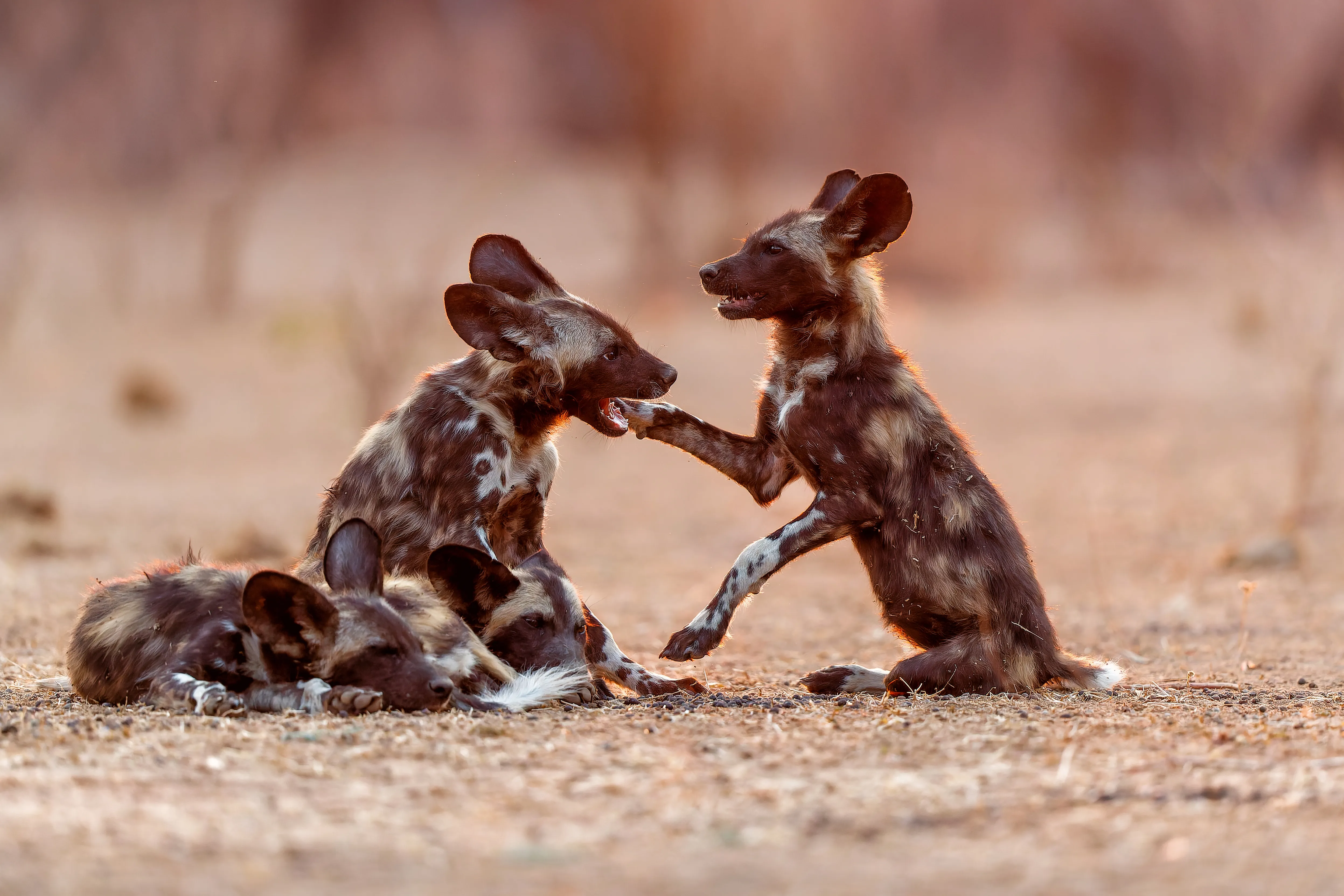 Mana Pools National Park