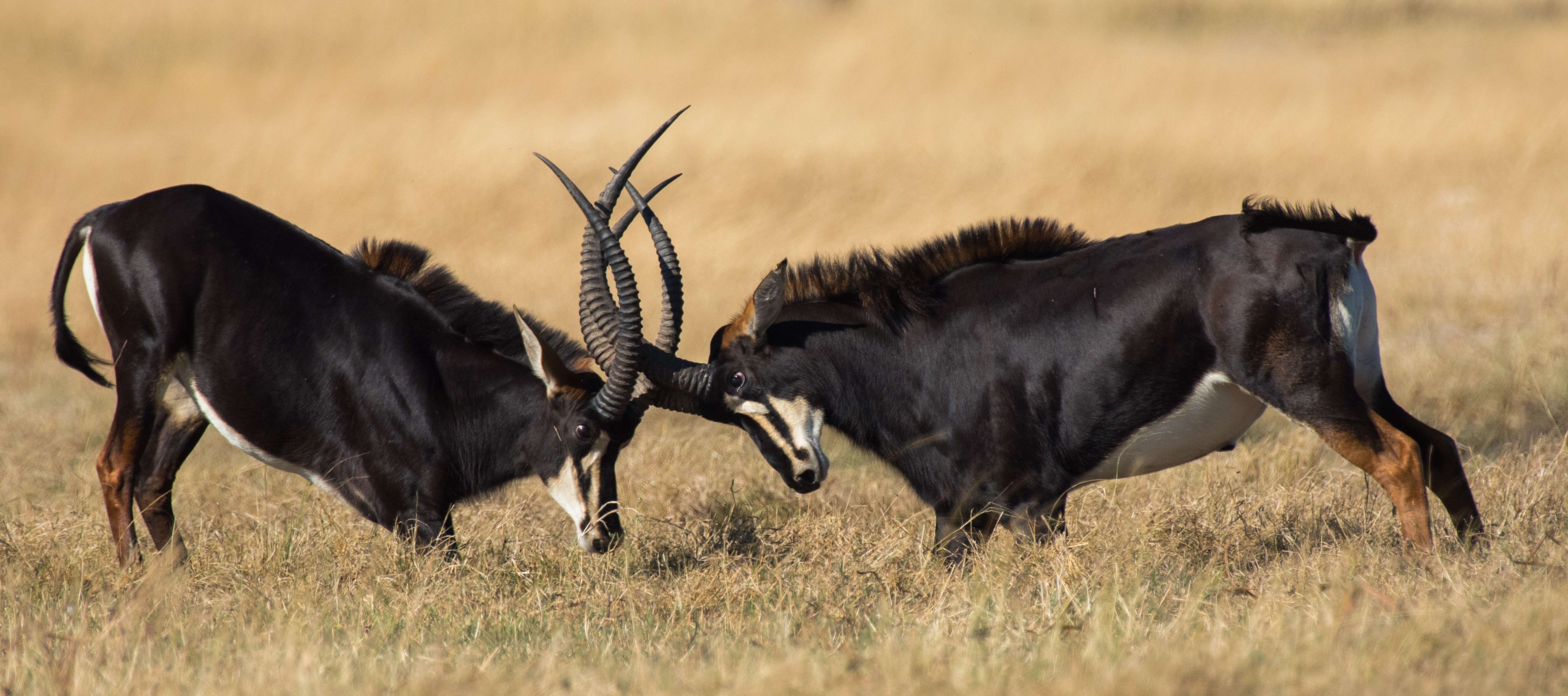 Hwange National Park