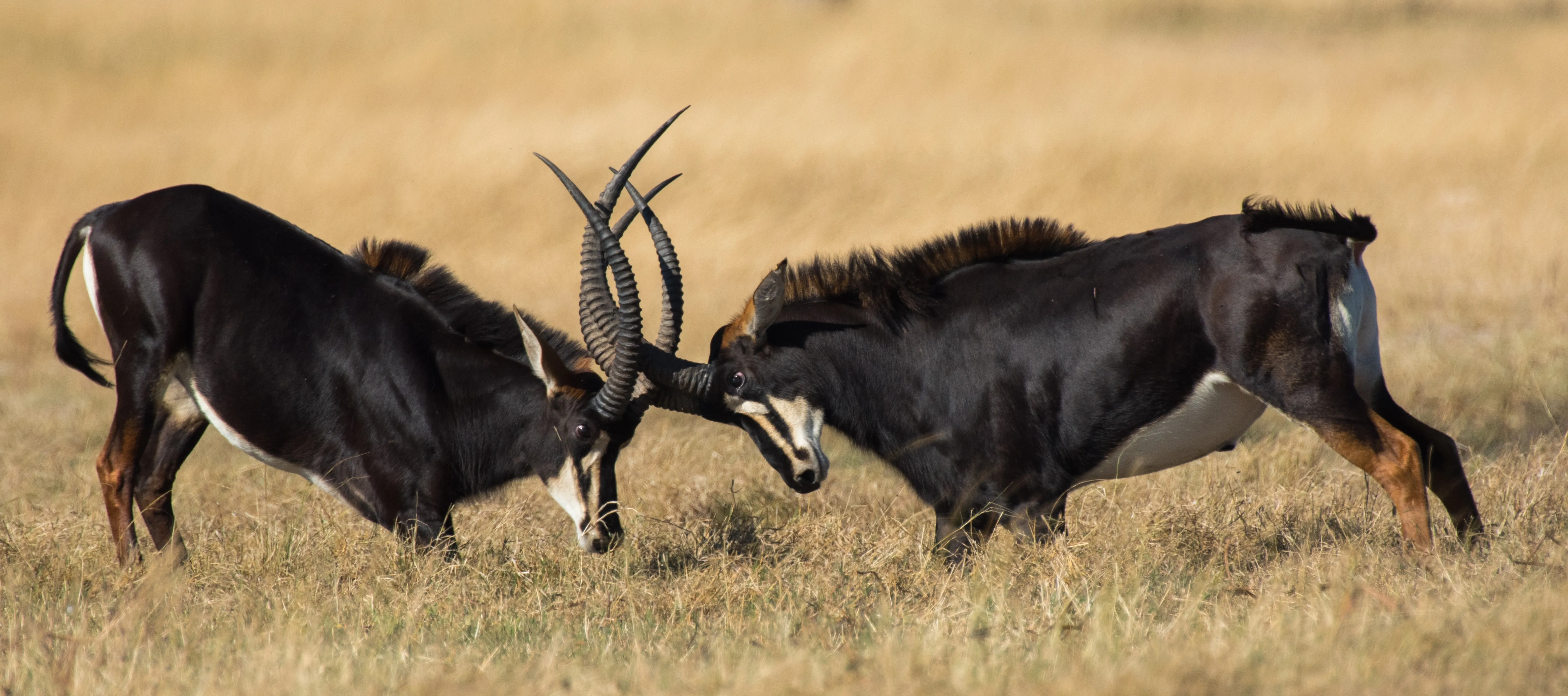 Hwange National Park