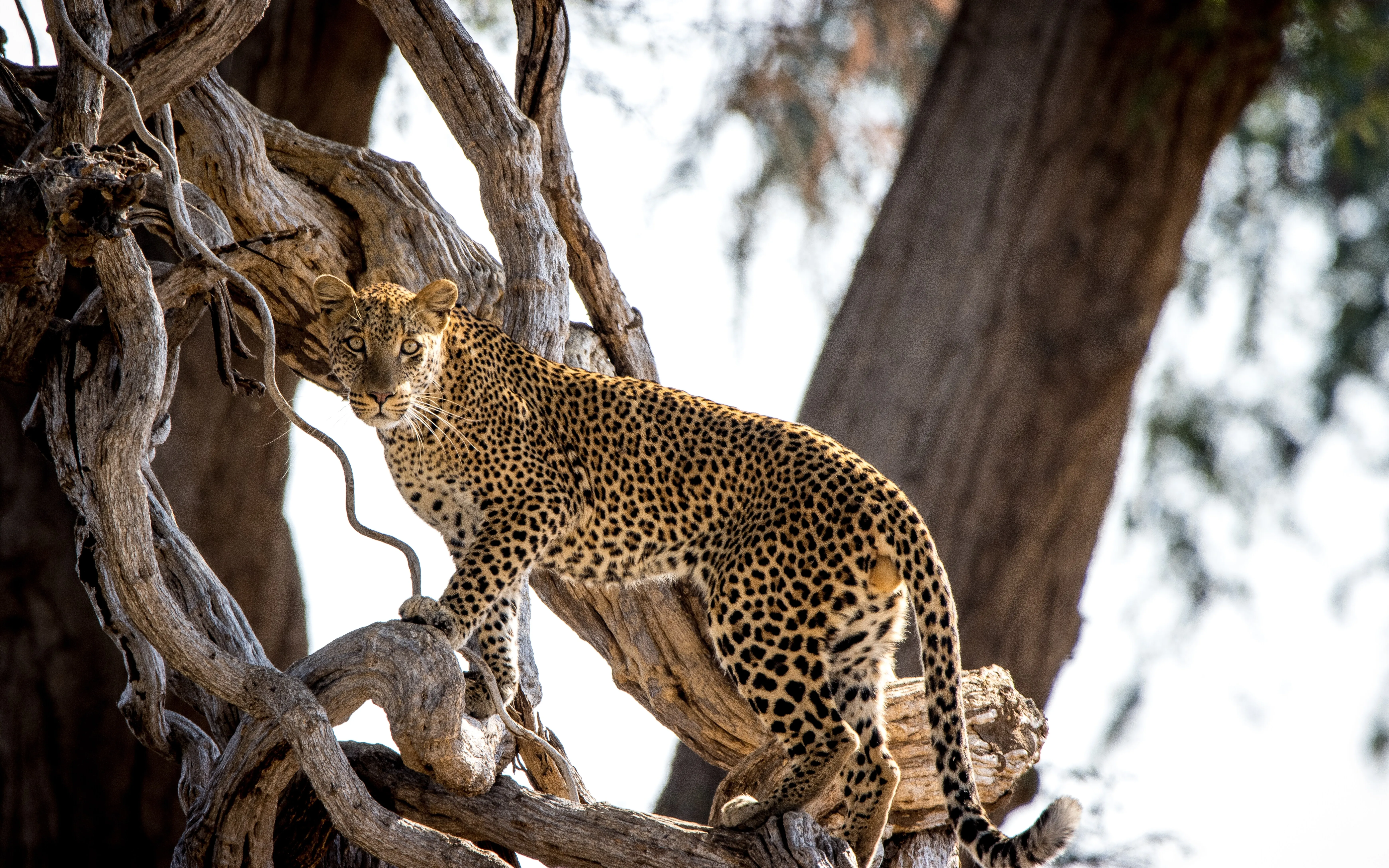 Zambezi National Park