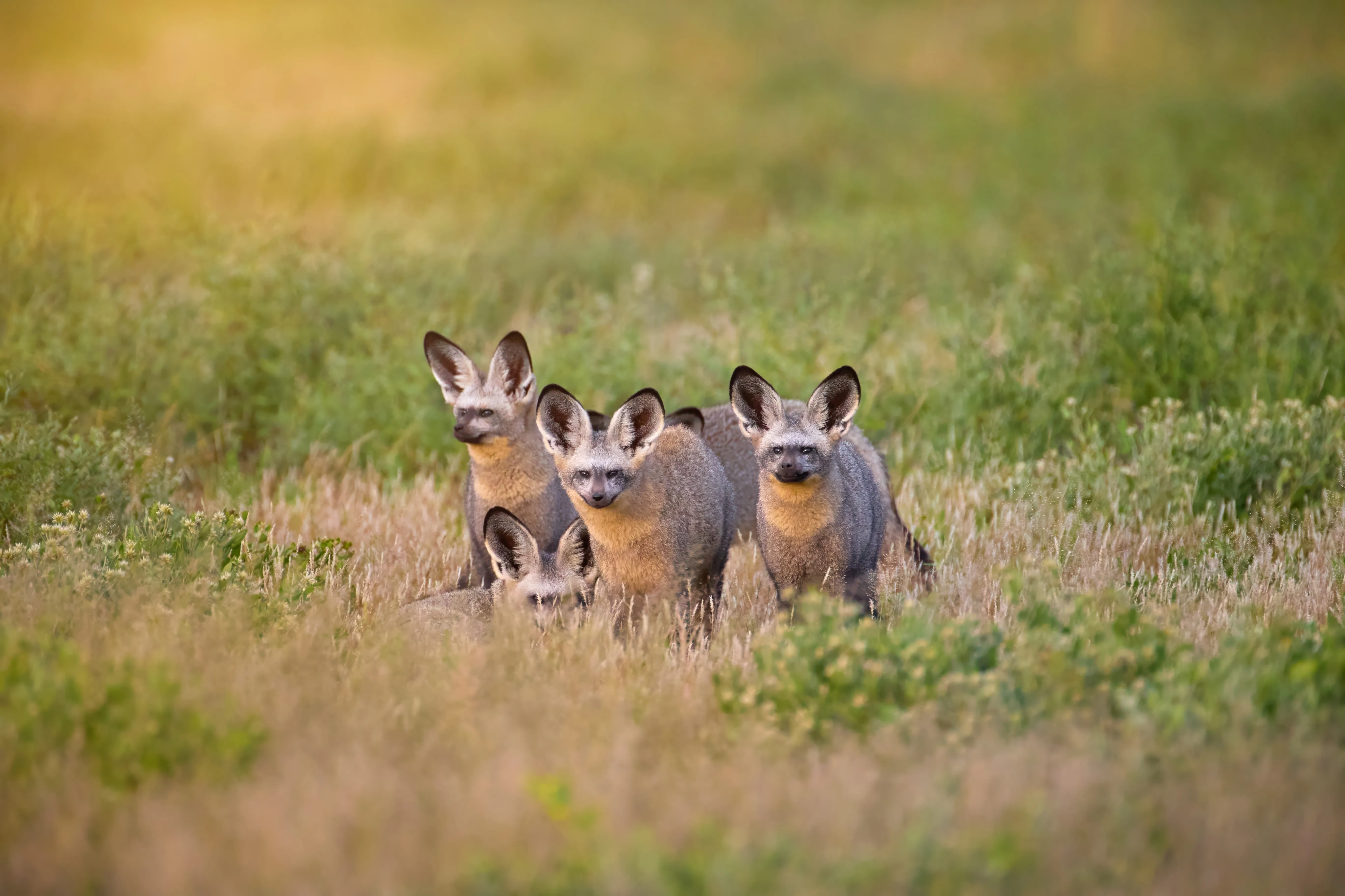 Central Kalahari Game Reserve