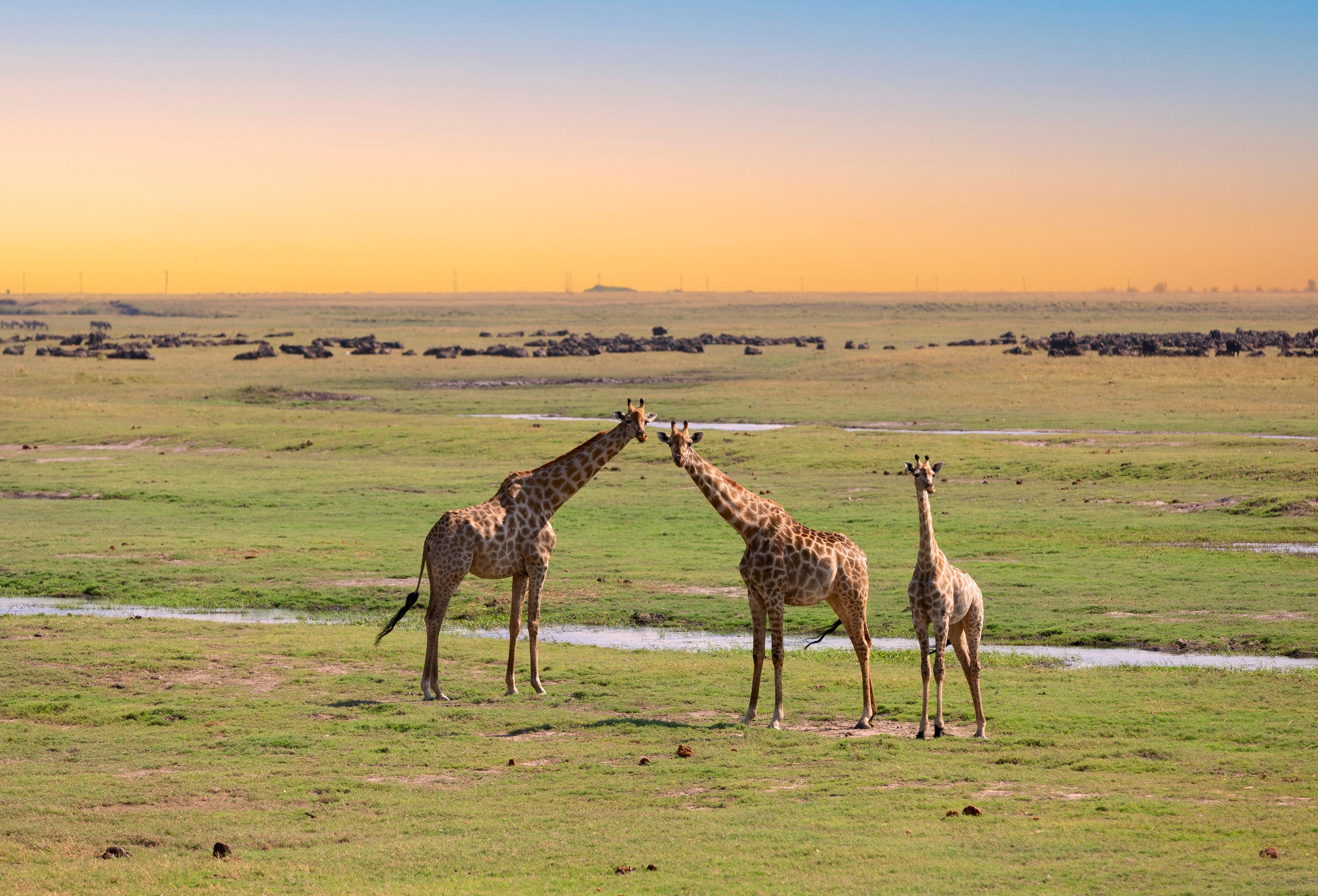 Chobe National Park