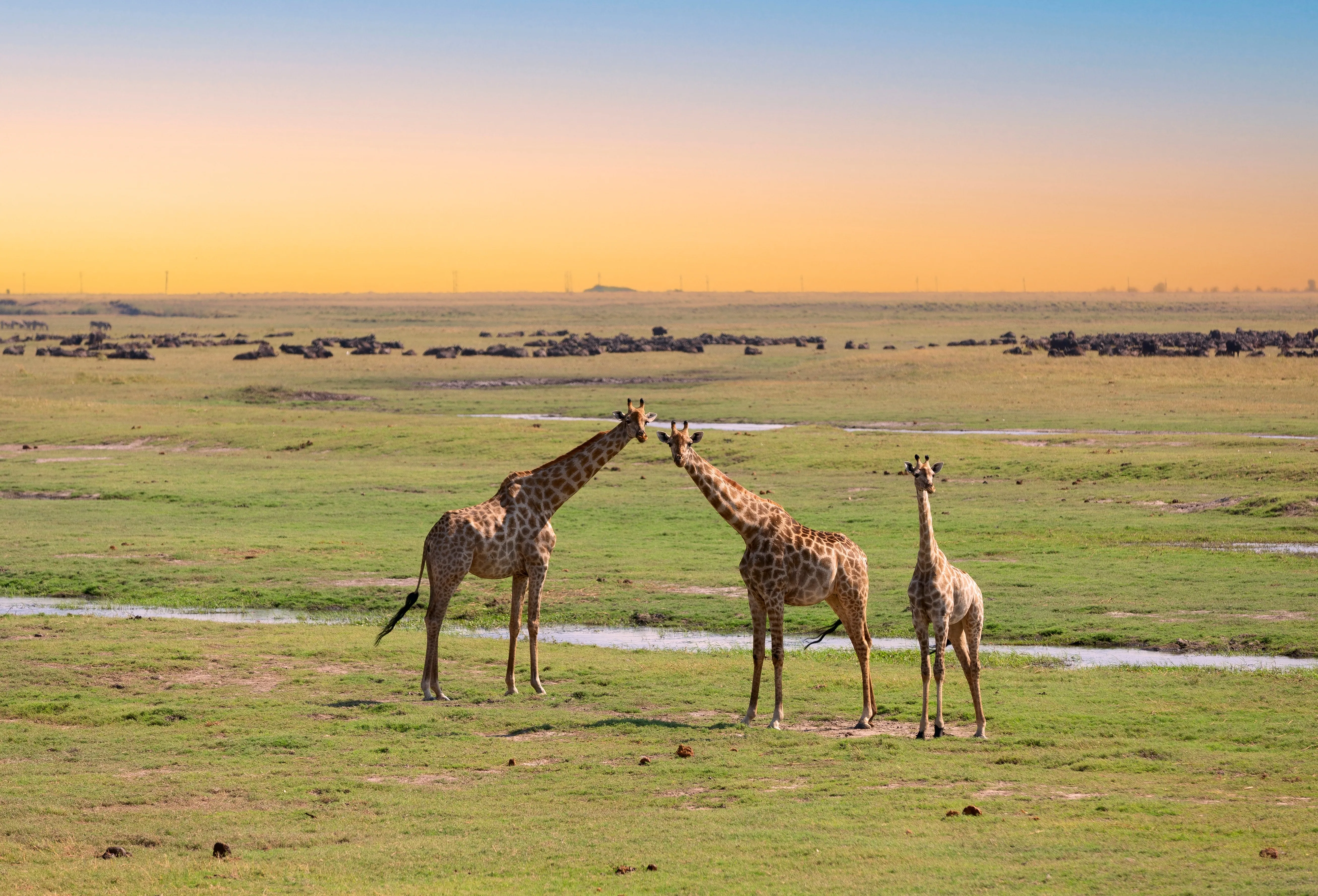 Chobe National Park