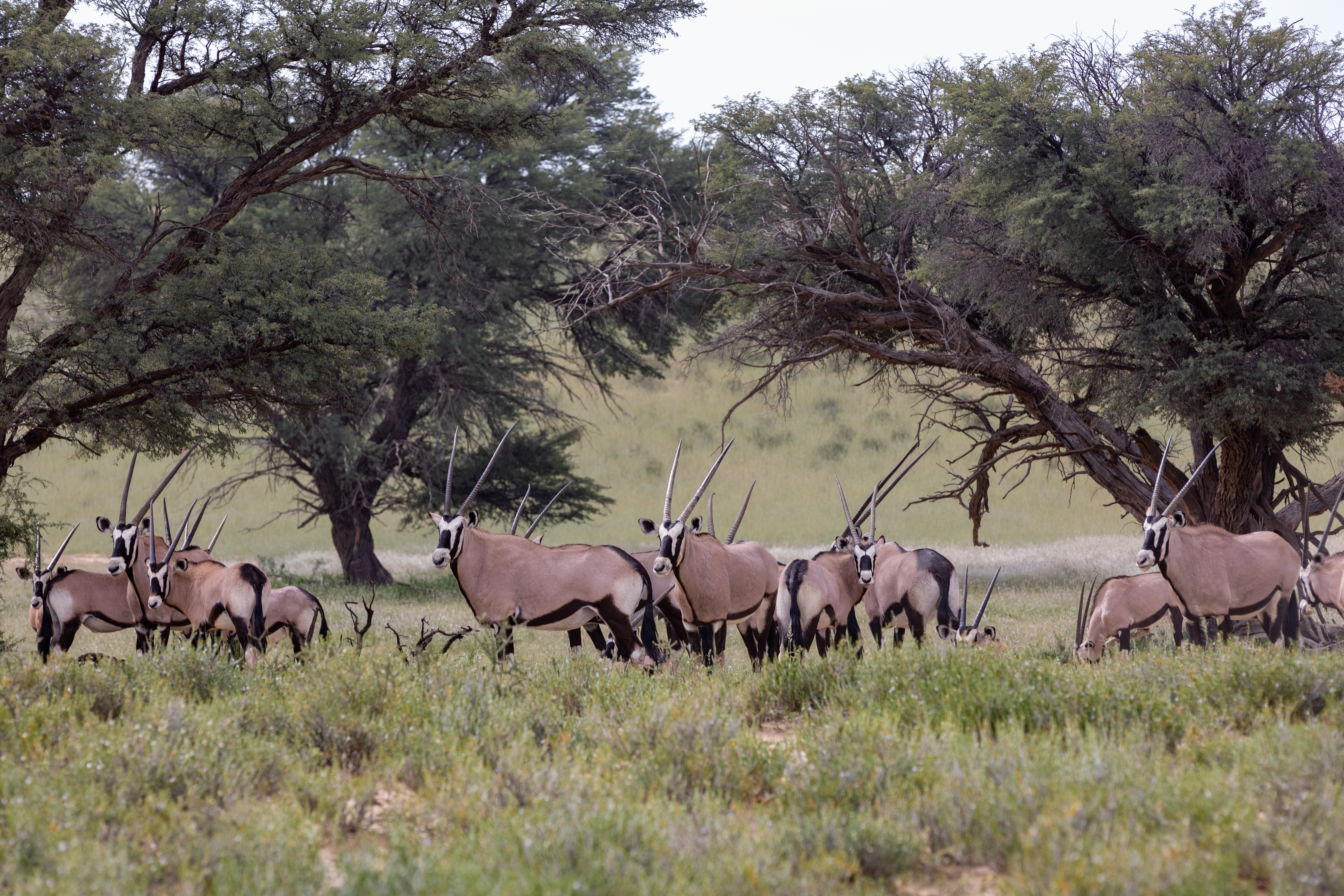 Kgalagadi Transfrontier Park