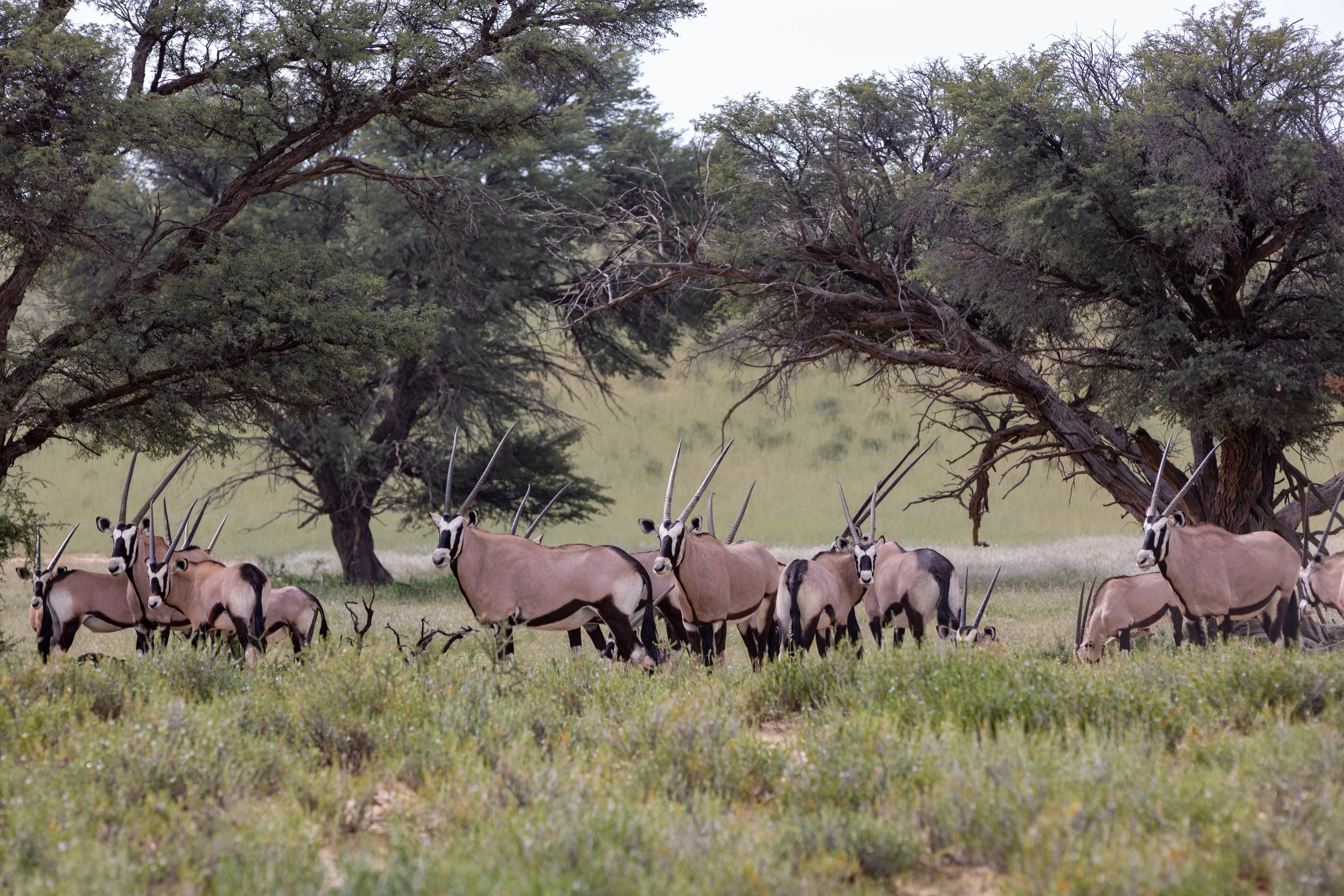 Kgalagadi Transfrontier Park