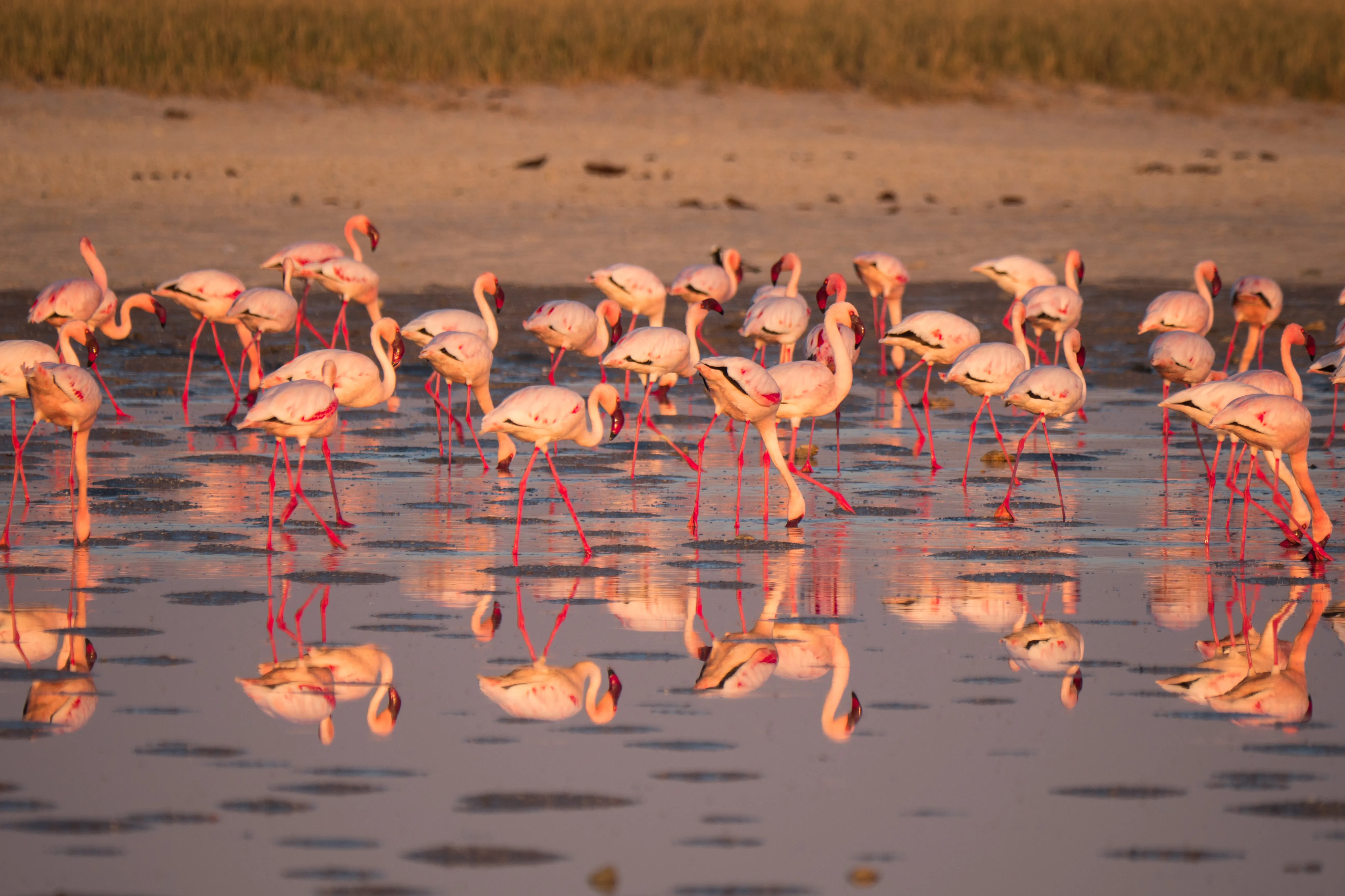 Makgadikgadi Pans National Park