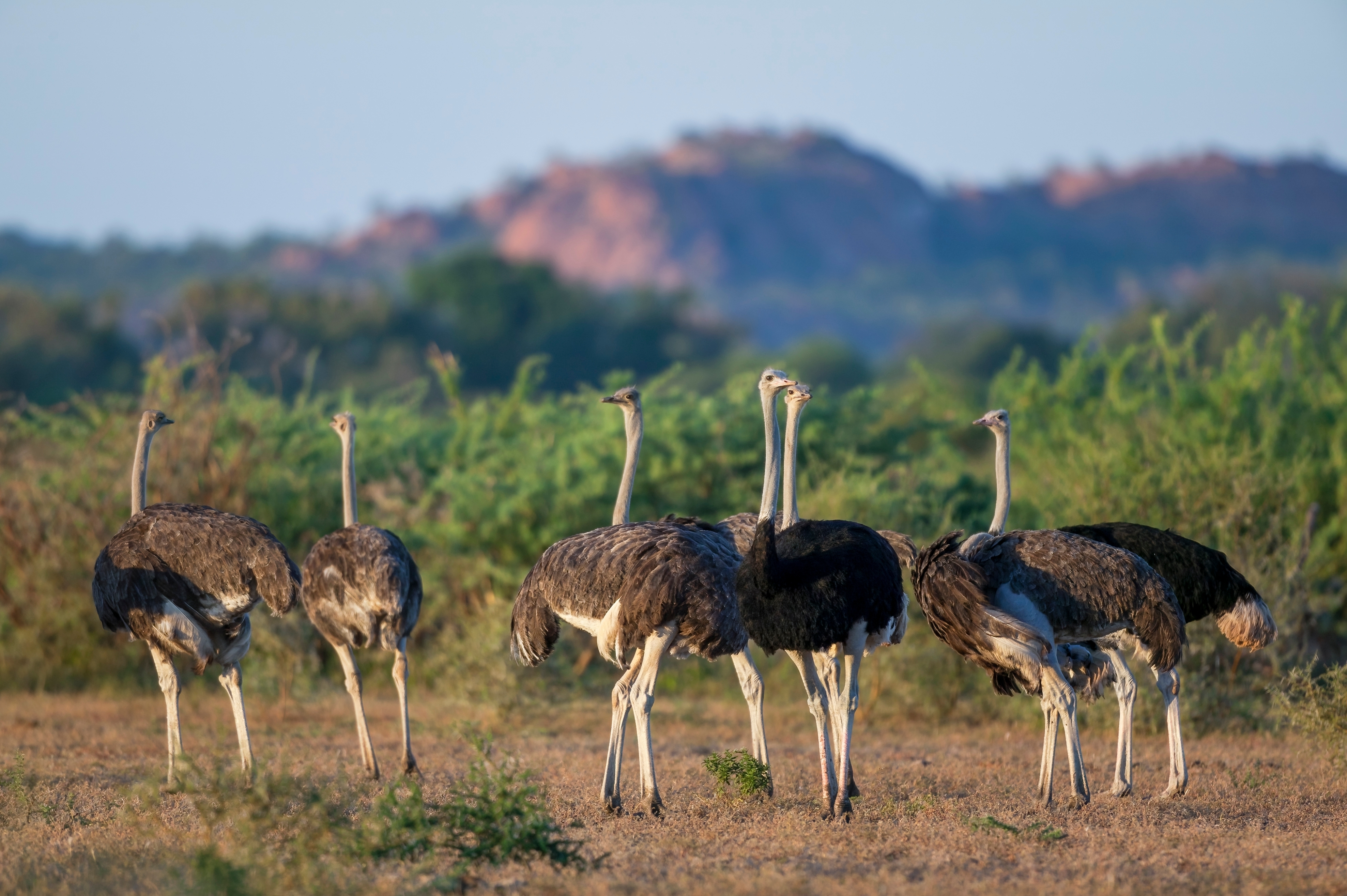 Mashatu Game Reserve