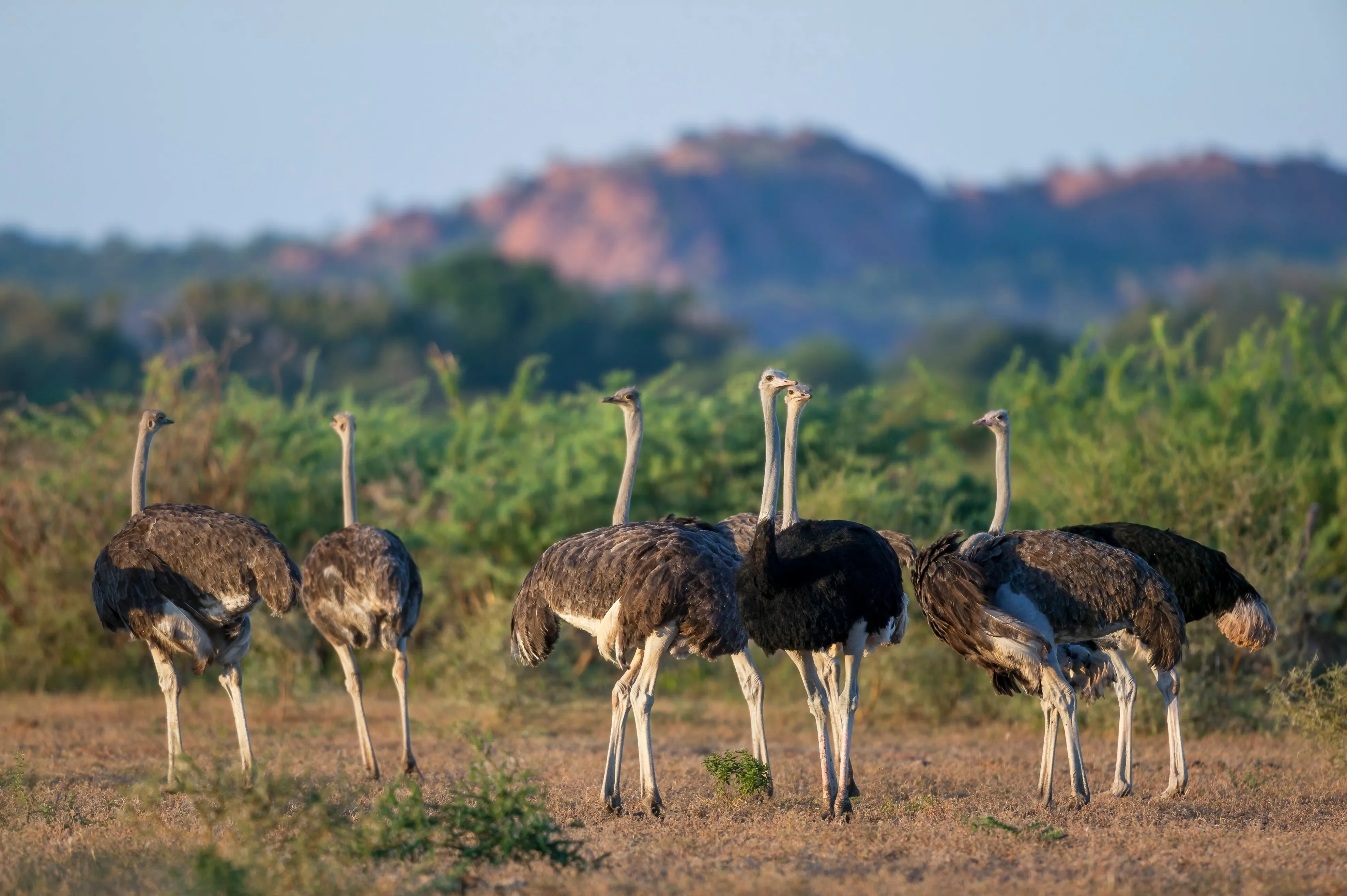 Mashatu Game Reserve