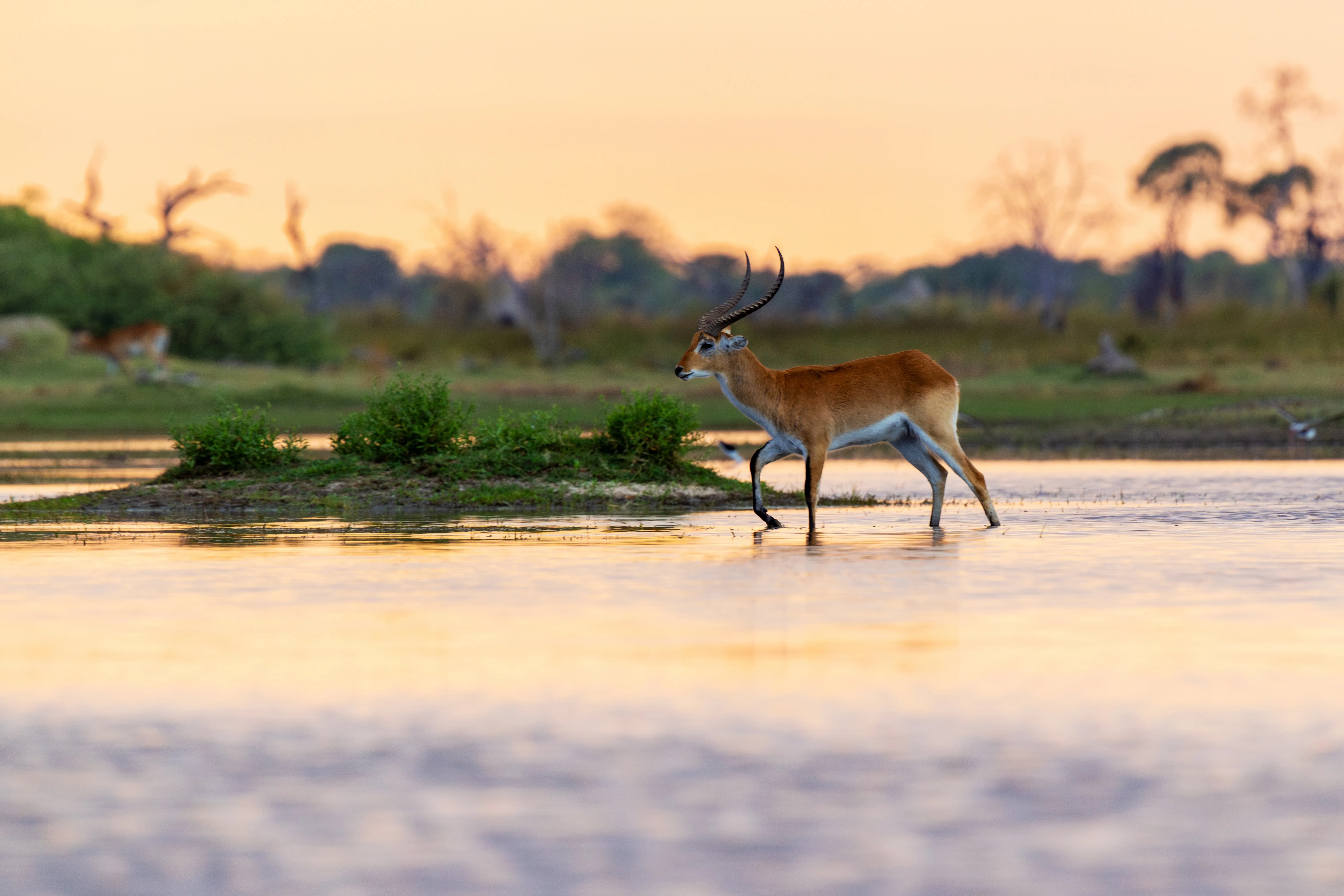 Moremi Game Reserve