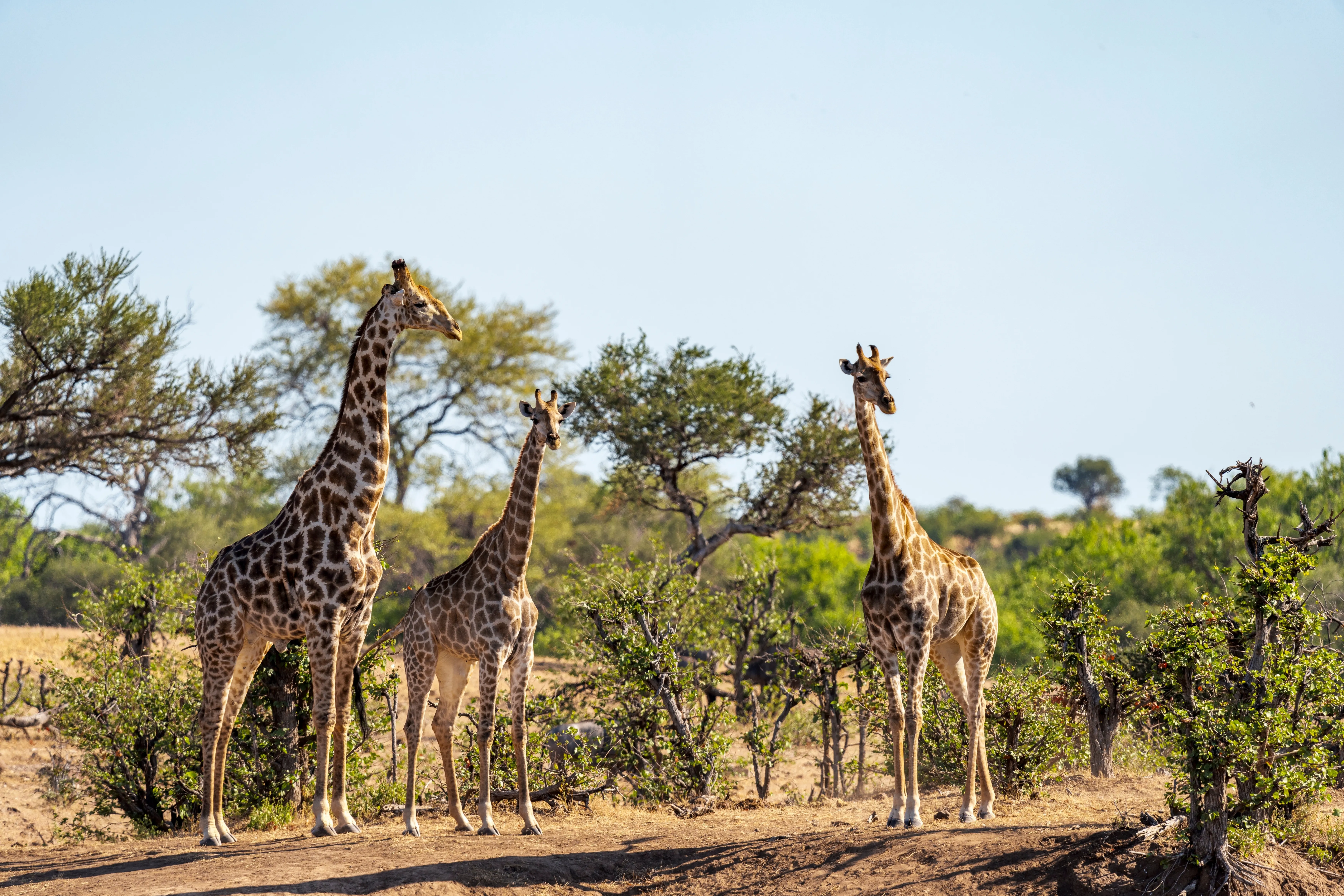 Northern Tuli Game Reserve