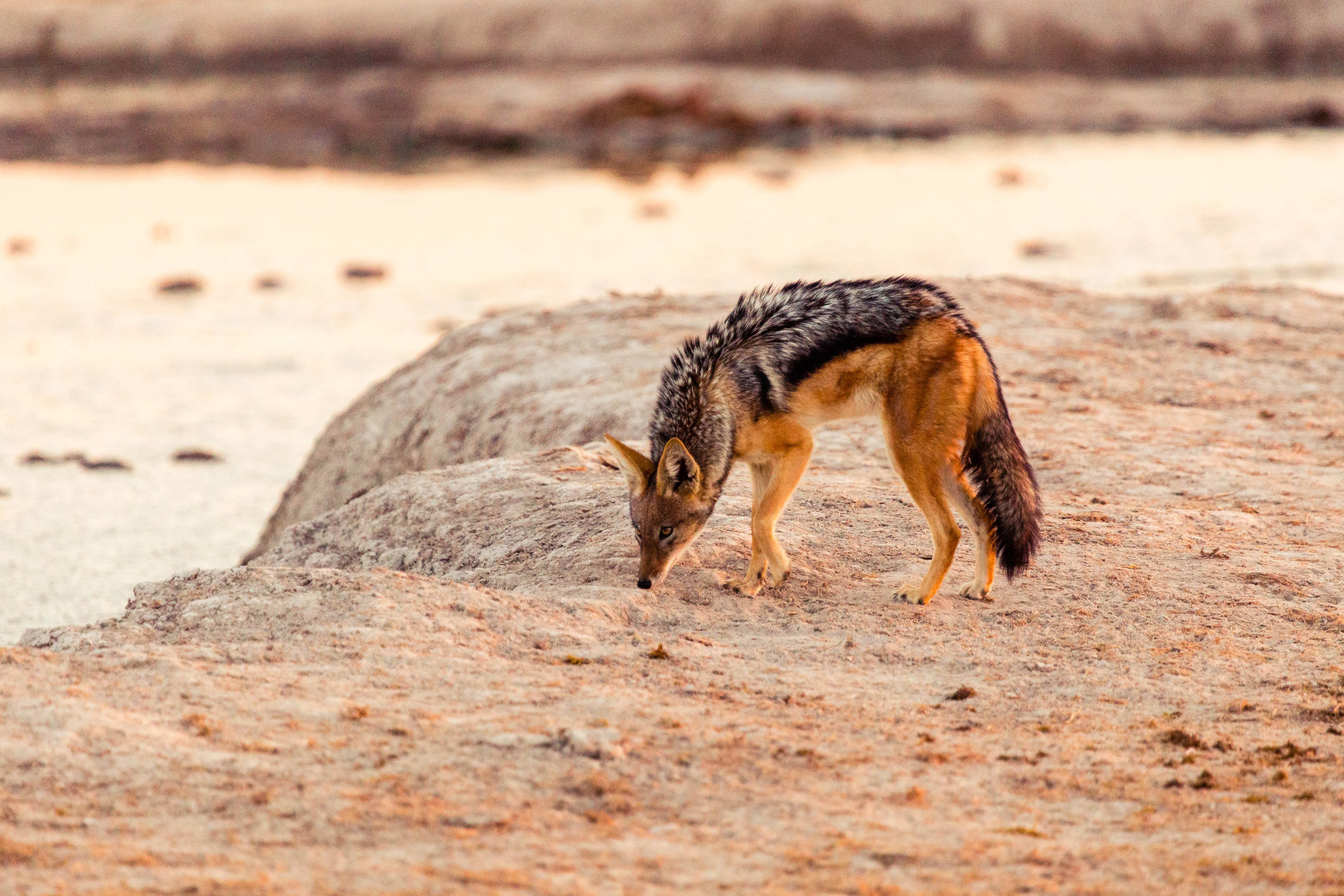 Nxai Pan National Park