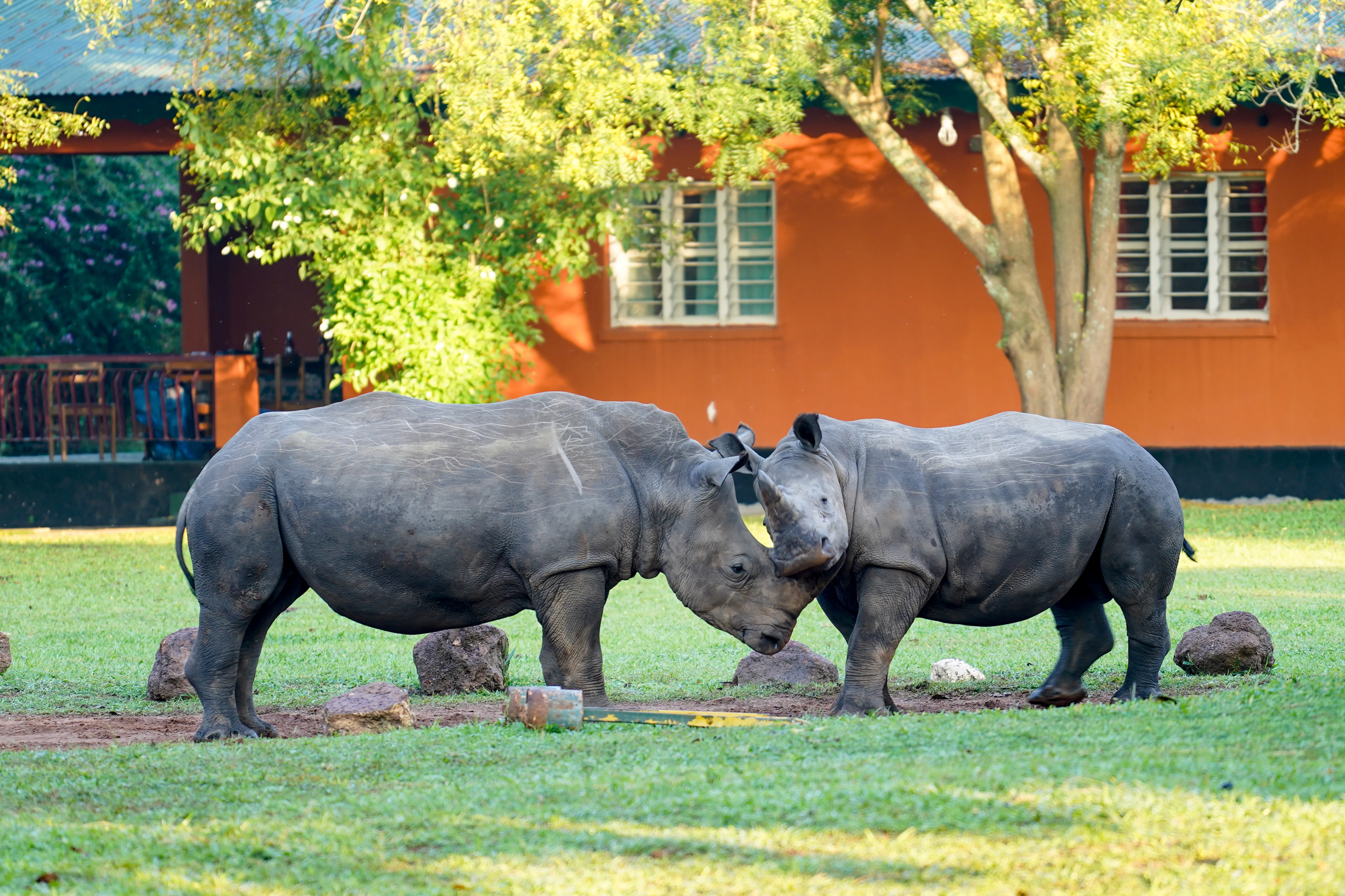 Ziwa Rhino and Wildlife Ranch