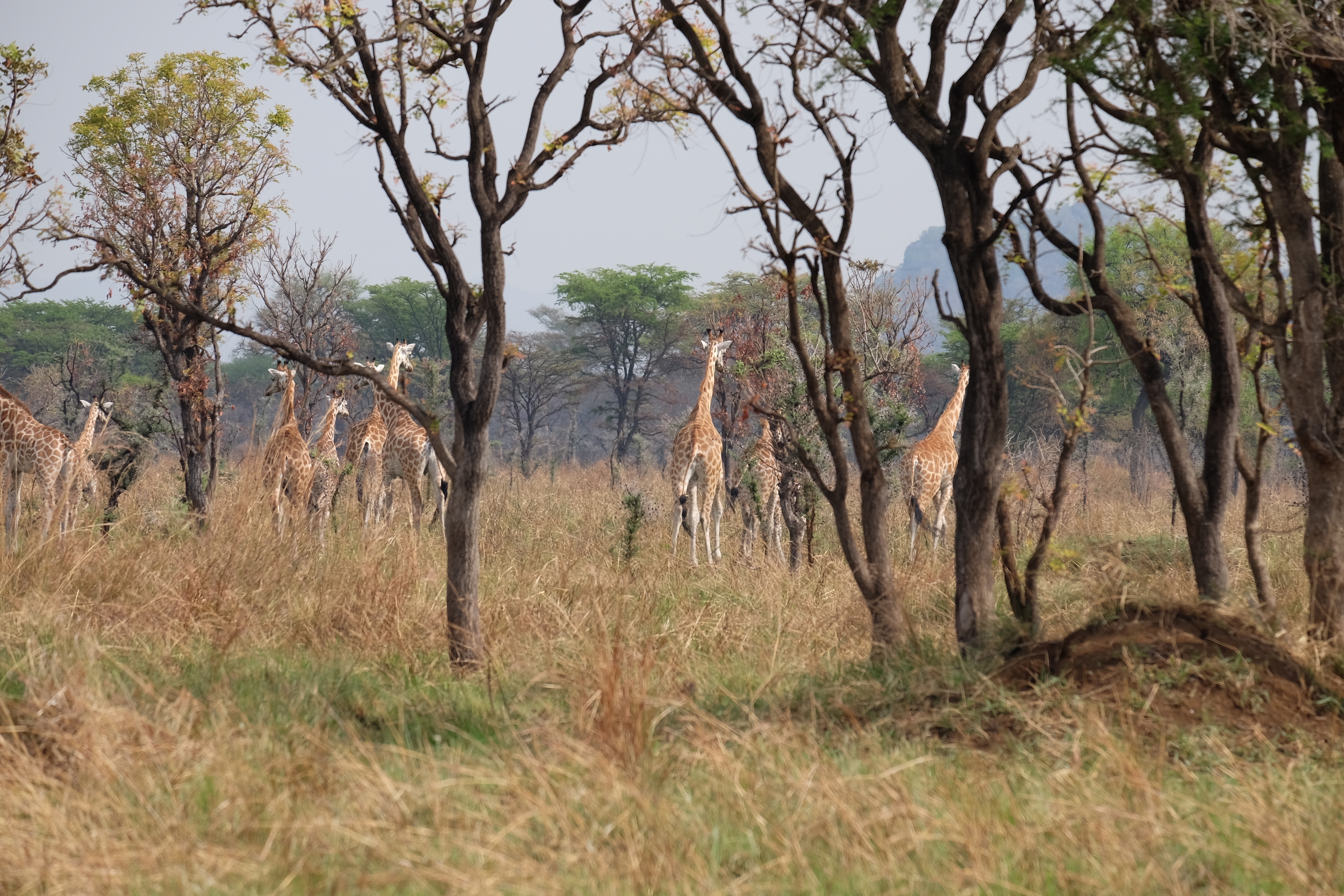 Pian Upe Wildlife Reserve