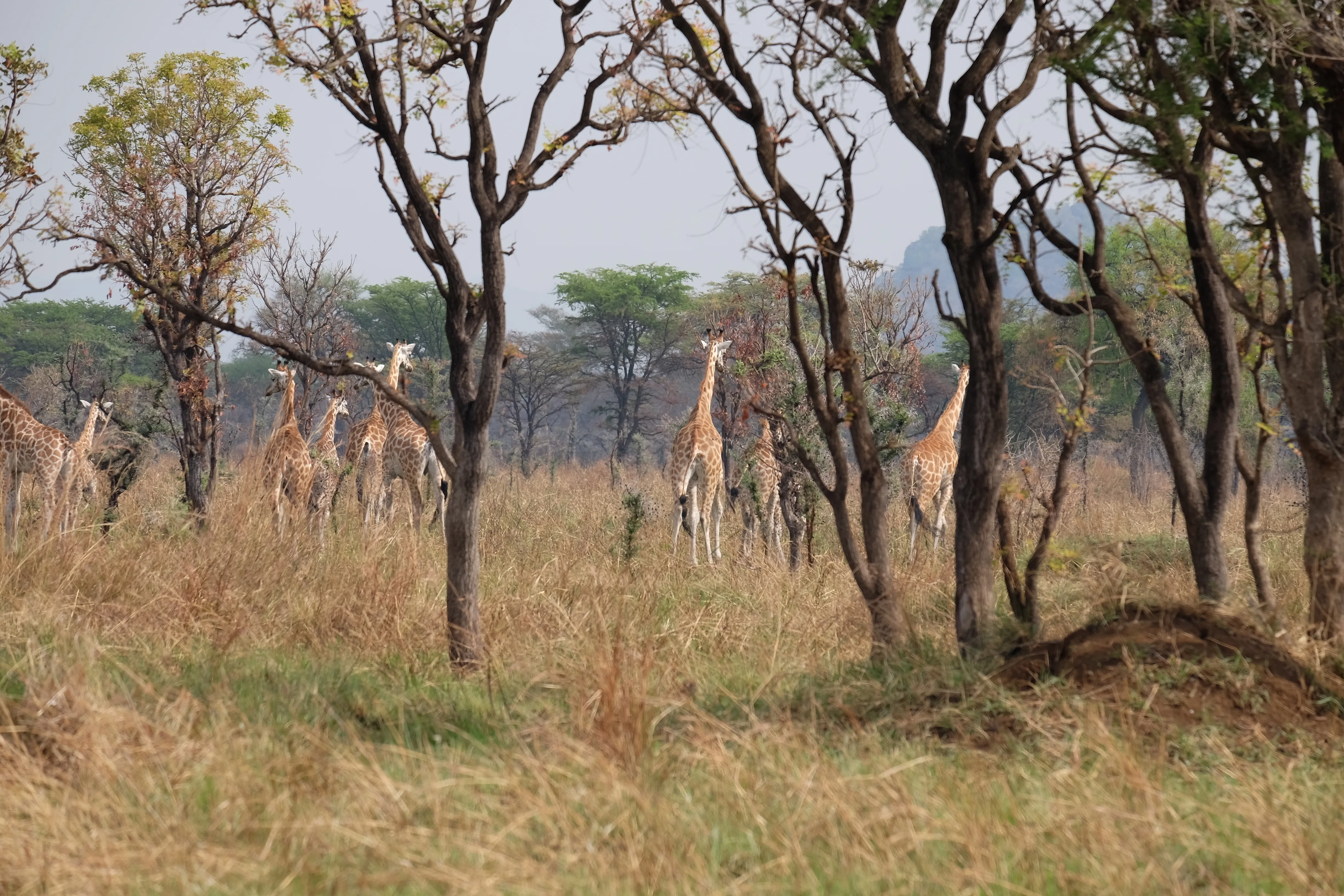 Pian Upe Wildlife Reserve