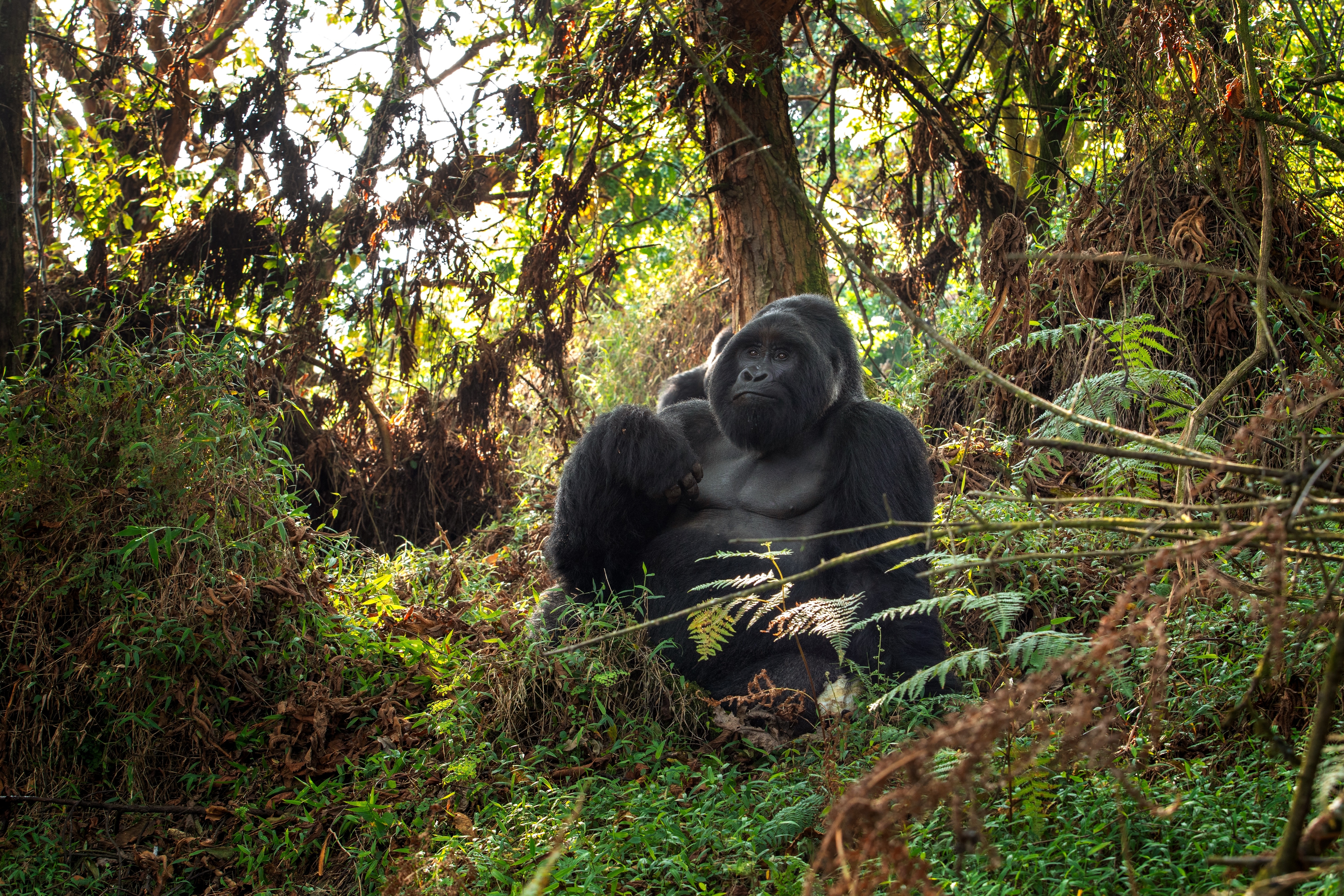 Mgahinga Gorilla National Park