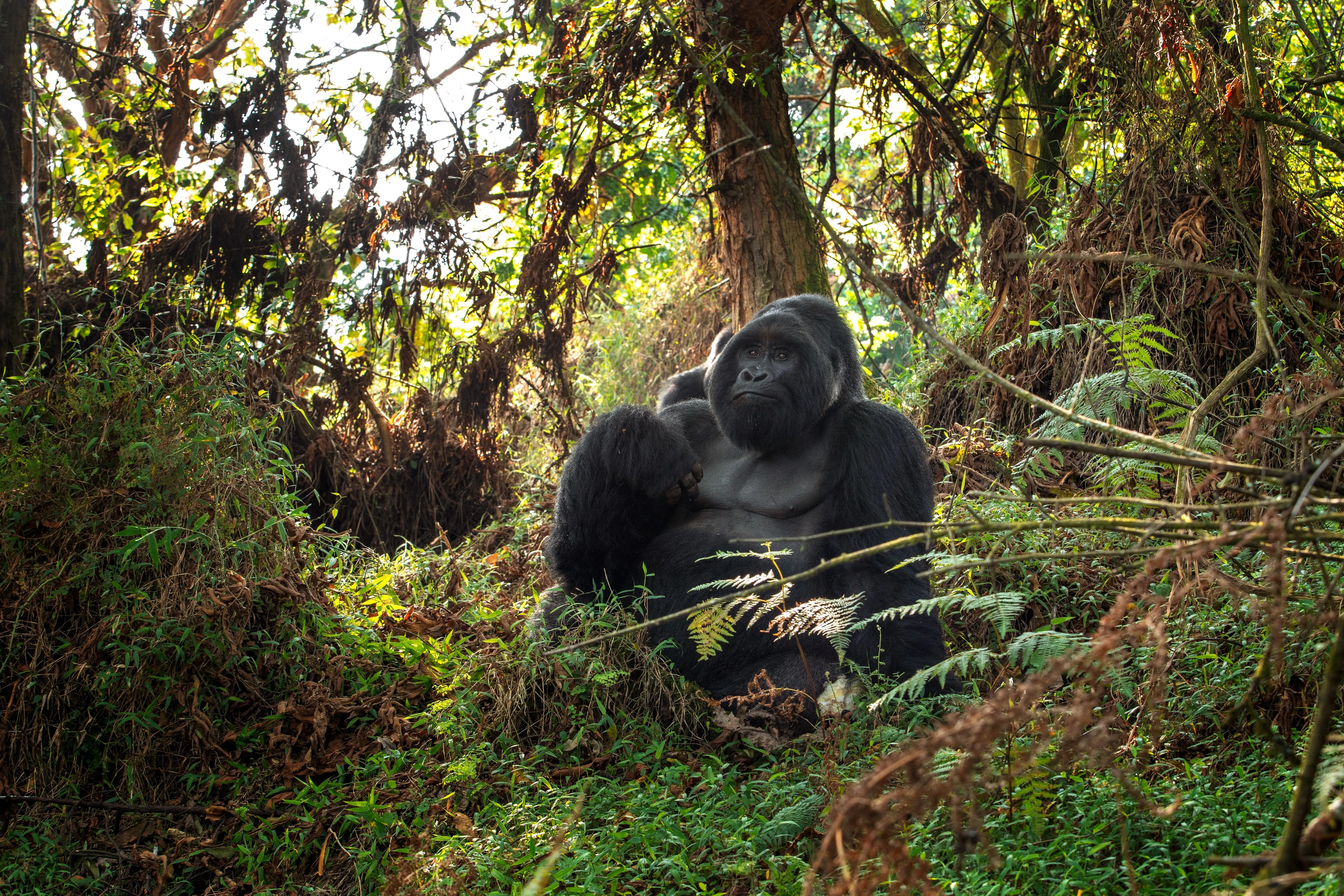 Mgahinga Gorilla National Park